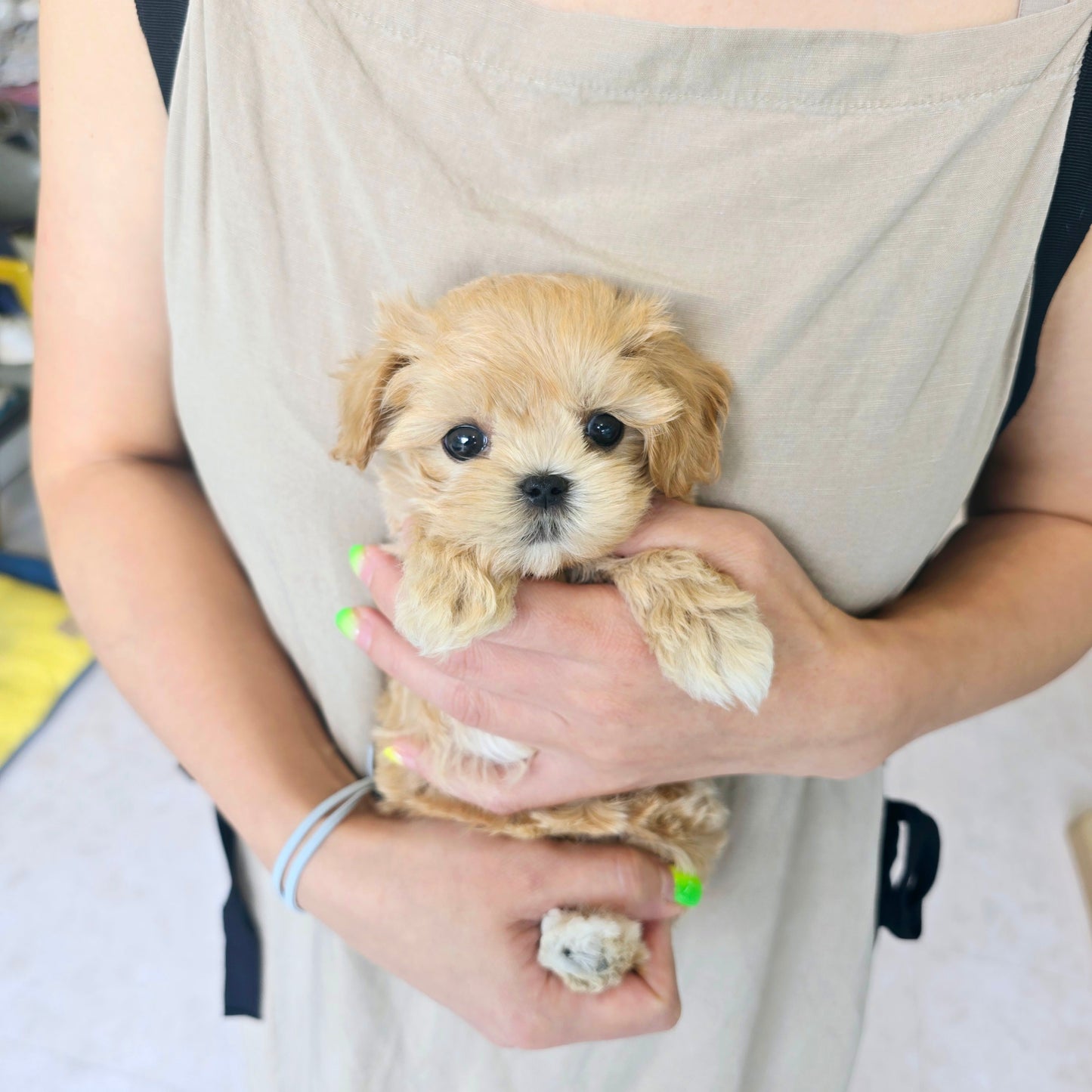 Mini Maltipoo for sale-Ali