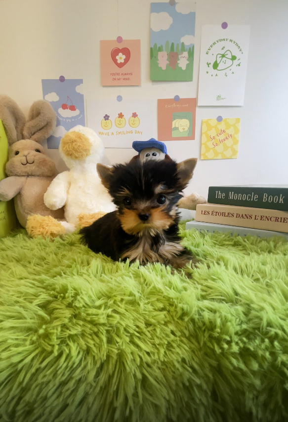 Yorkshire Terrier for sale-Kong