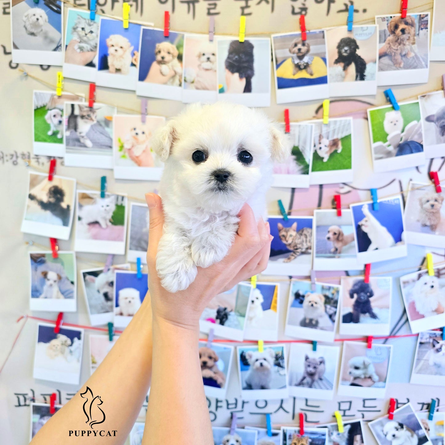 Mini Bichon Frise for sale-Tory