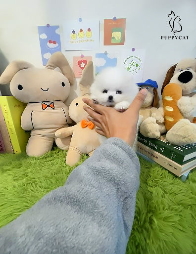 Pomeranian-Tiffany (Singapore shipping fee included)