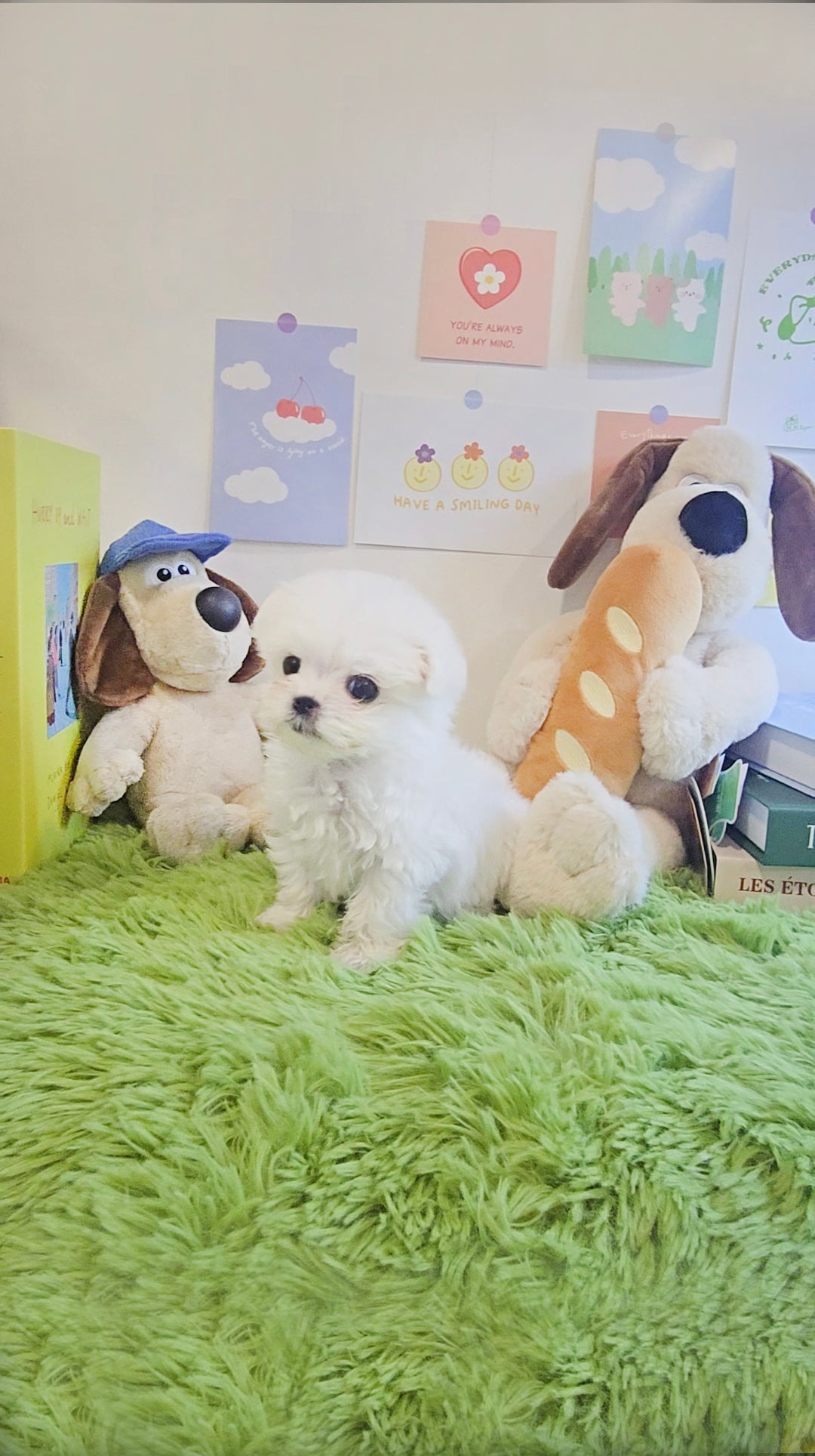 Mini Maltese for sale - Givenchy