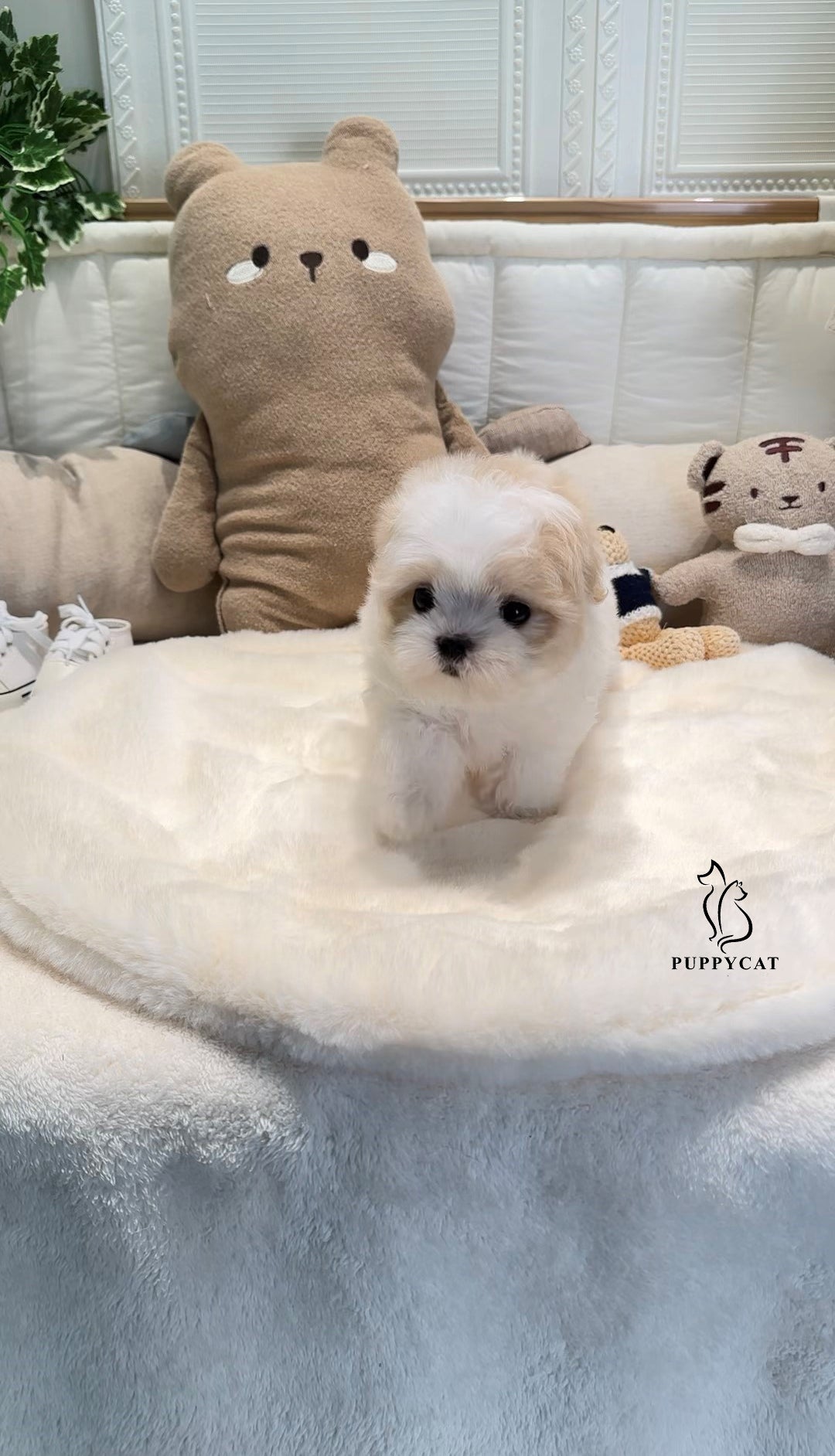 Mini Maltipoo- Jack (Singapore shipping fee included)