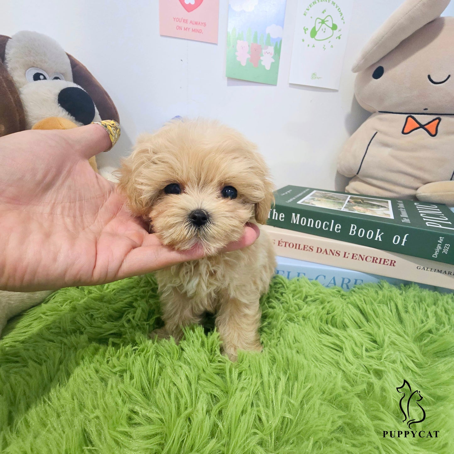 Mini Maltipoo for sale-Hera