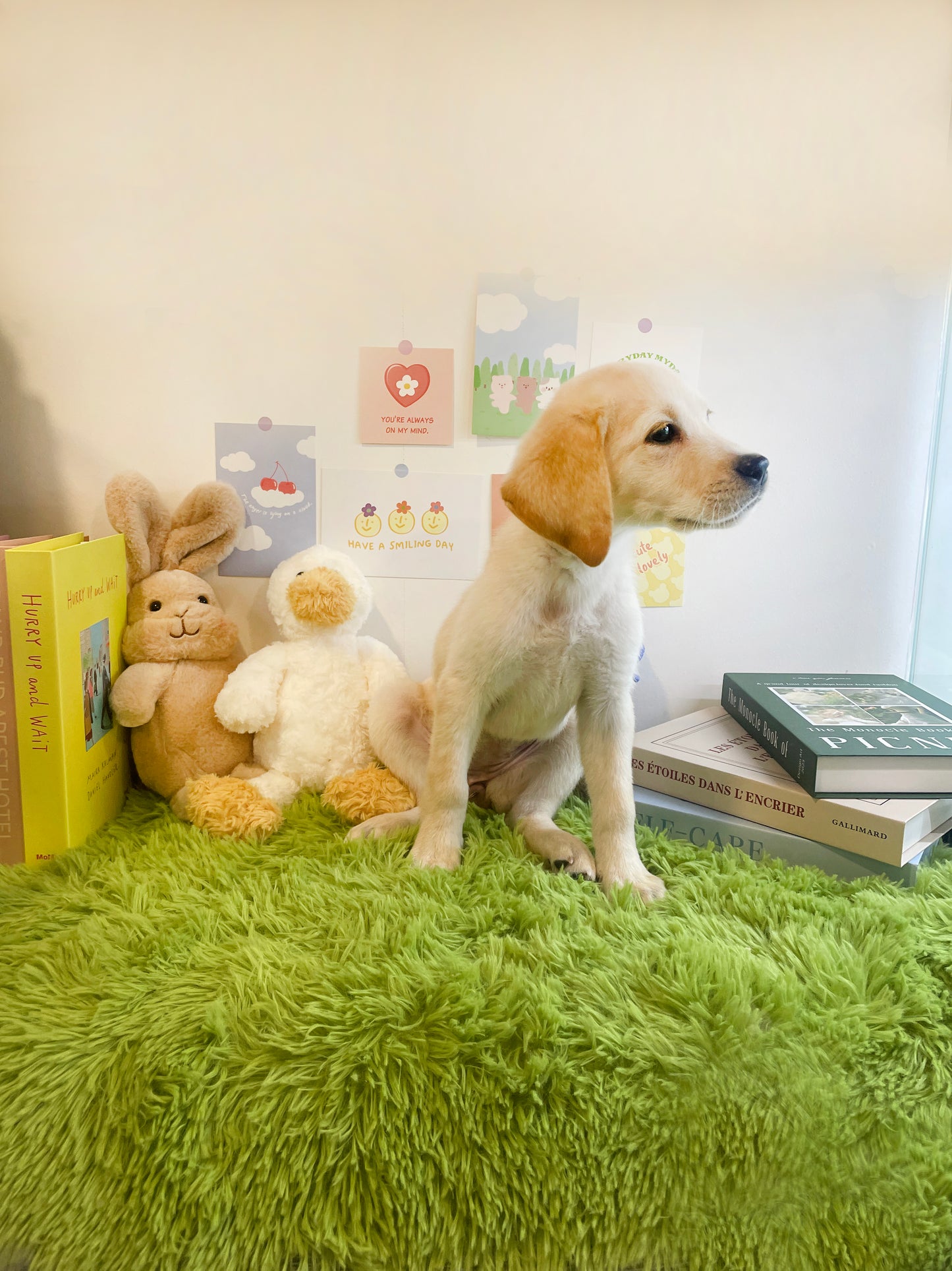 Retriever- Mungchi (Singapore shipping fee included)