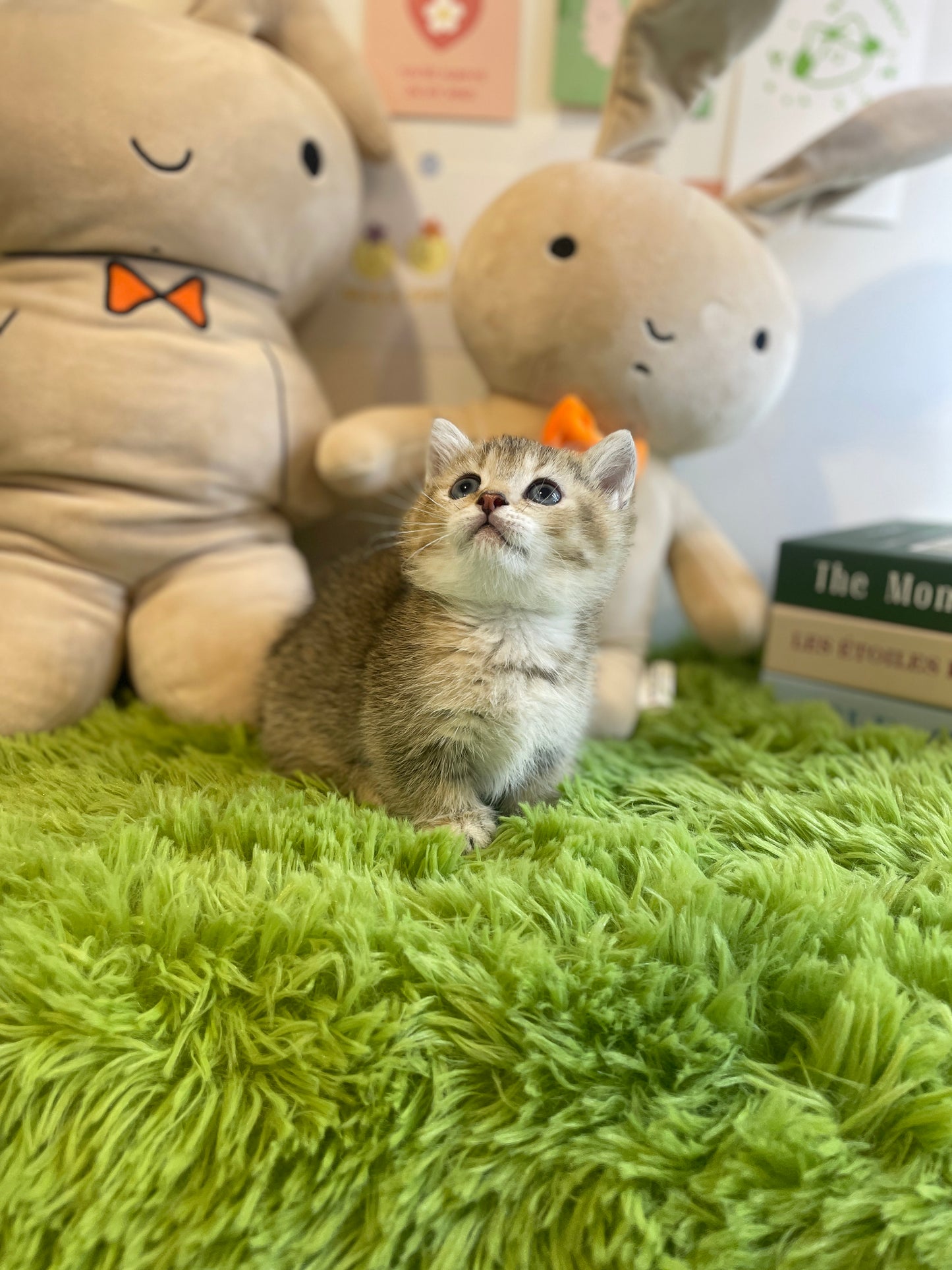 Munchkin Cat for sale-Gucci