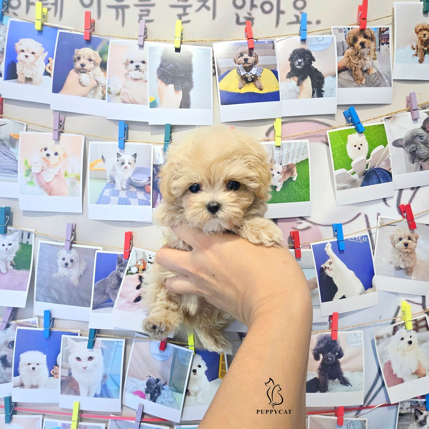 Mini Maltipoo for sale-Hera