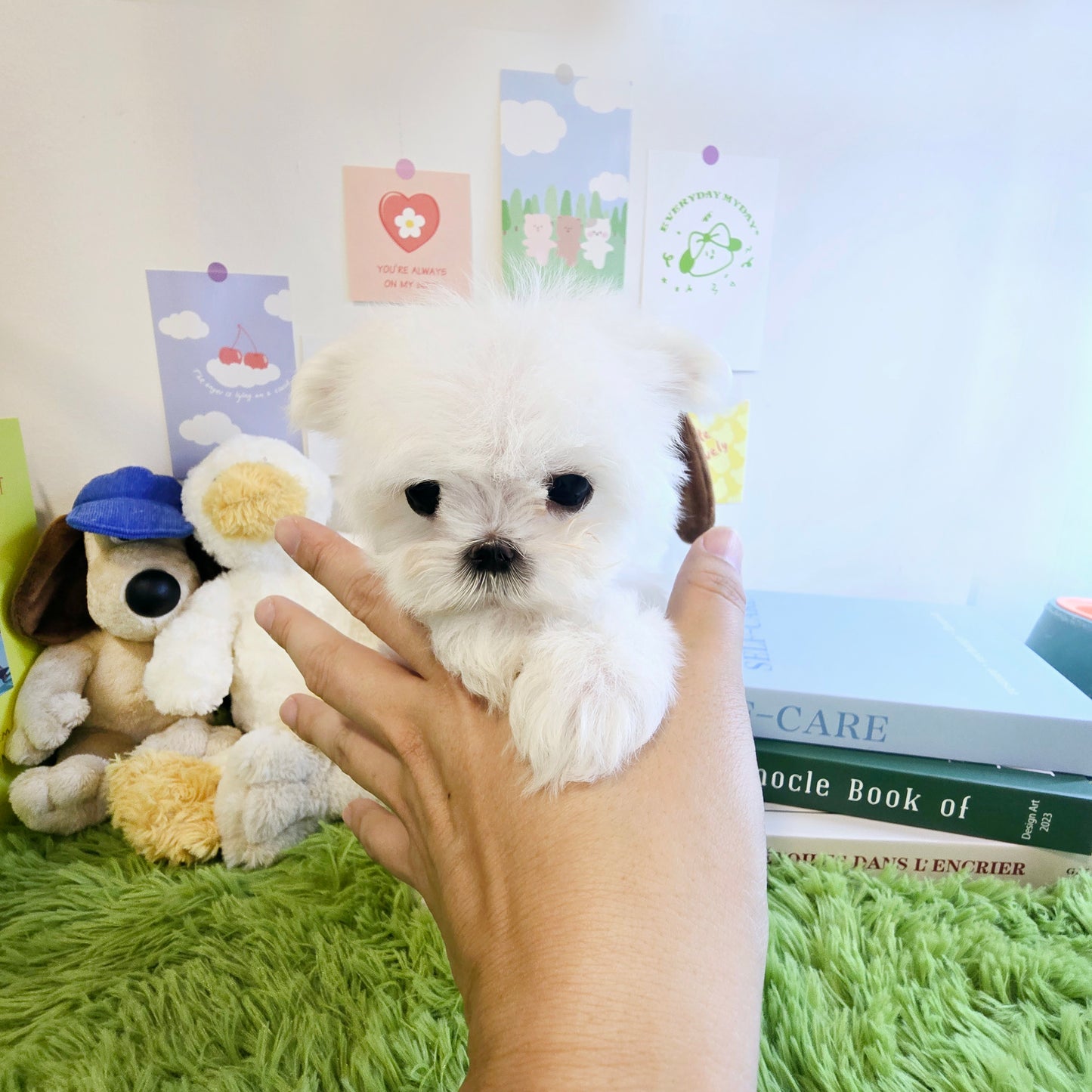 Mini Maltese for sale - Givenchy