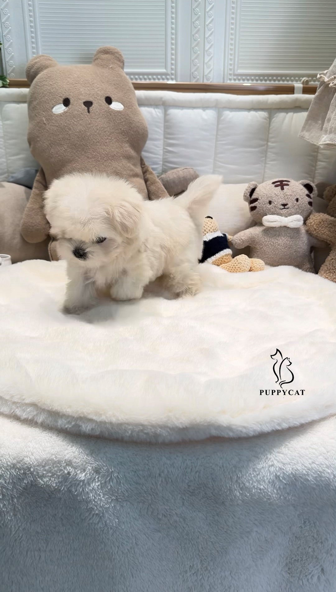 Mini Maltipoo- Leo (Singapore shipping fee included)
