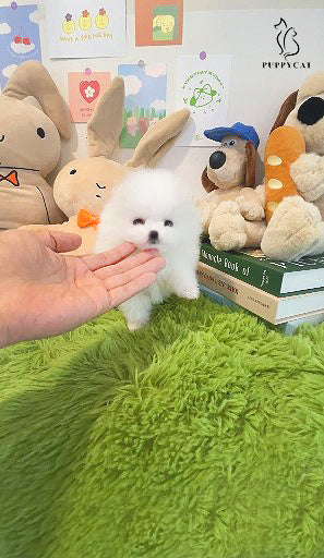 Pomeranian for sale- Tiffany