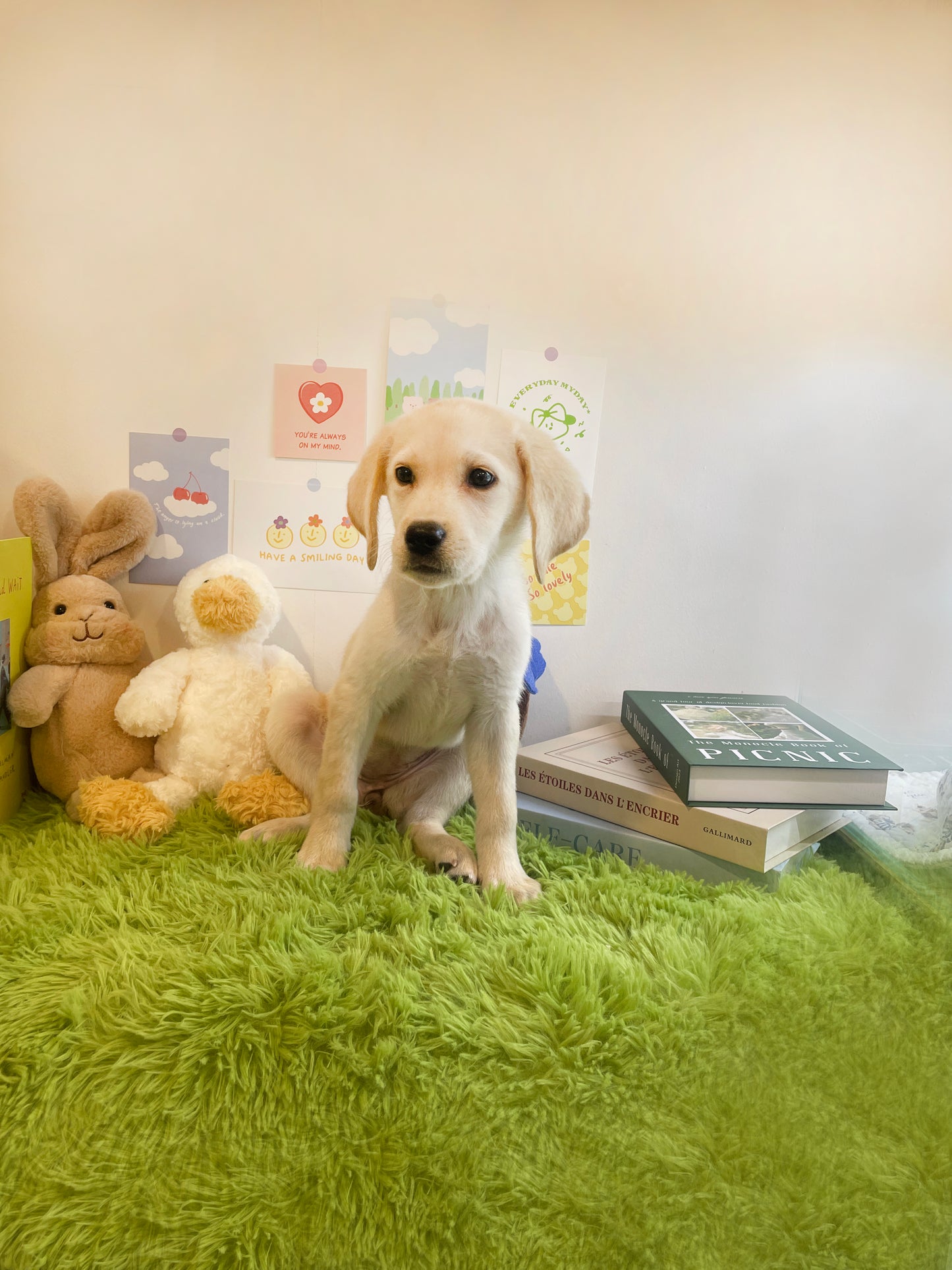 Retriever for sale - Mungchi