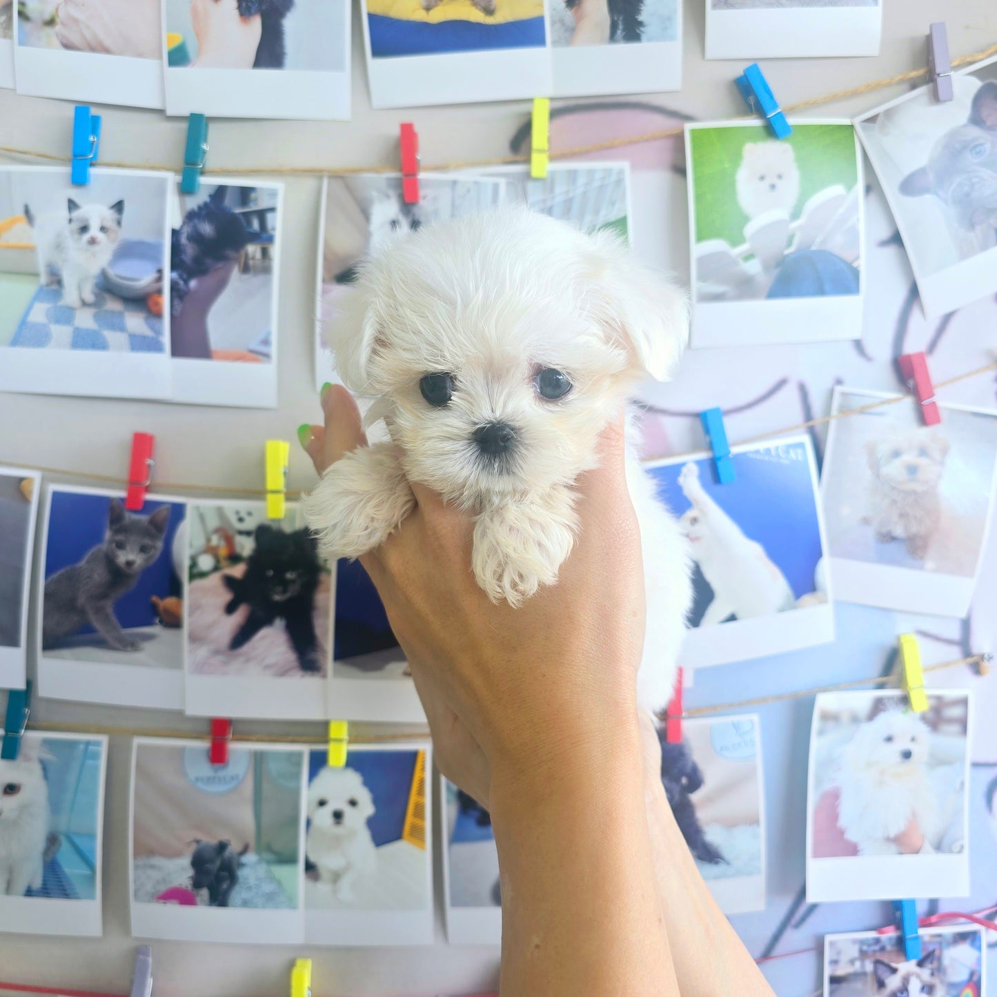 Mini Maltese for sale - Karina