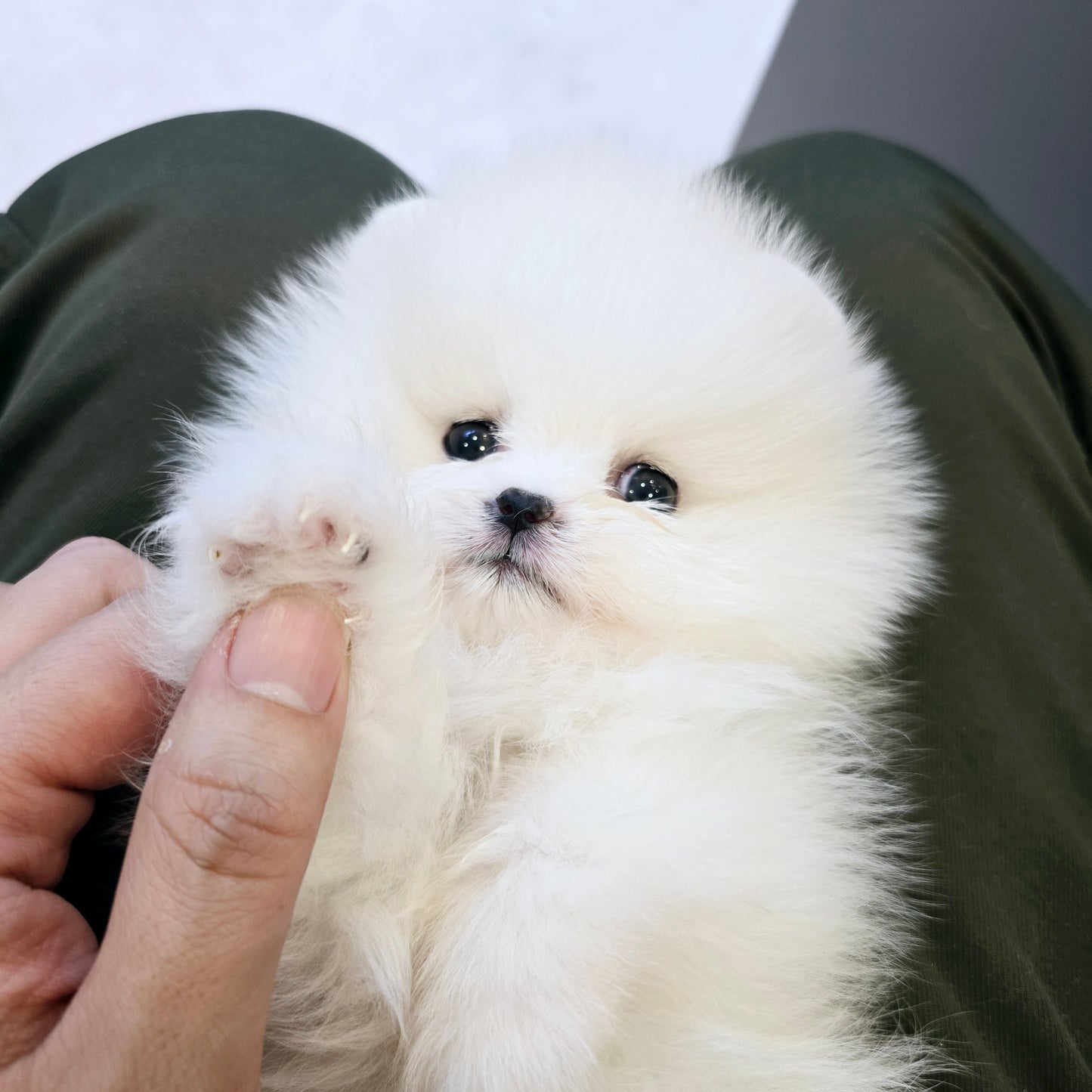Pomeranian for sale- Snow