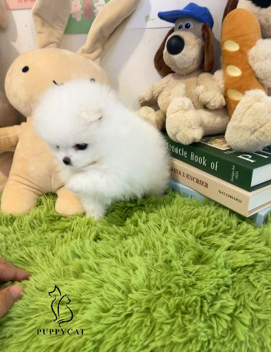 Pomeranian for sale- Tiffany