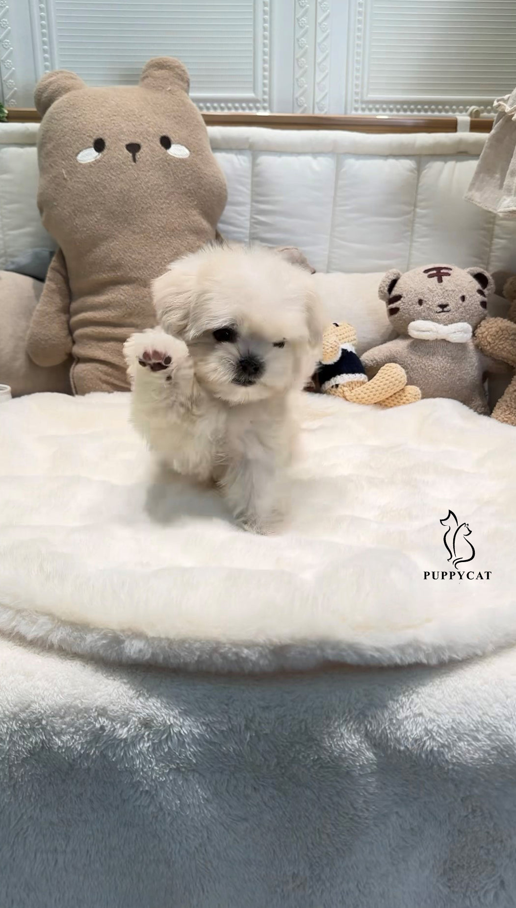 Mini Maltipoo- Leo (Singapore shipping fee included)