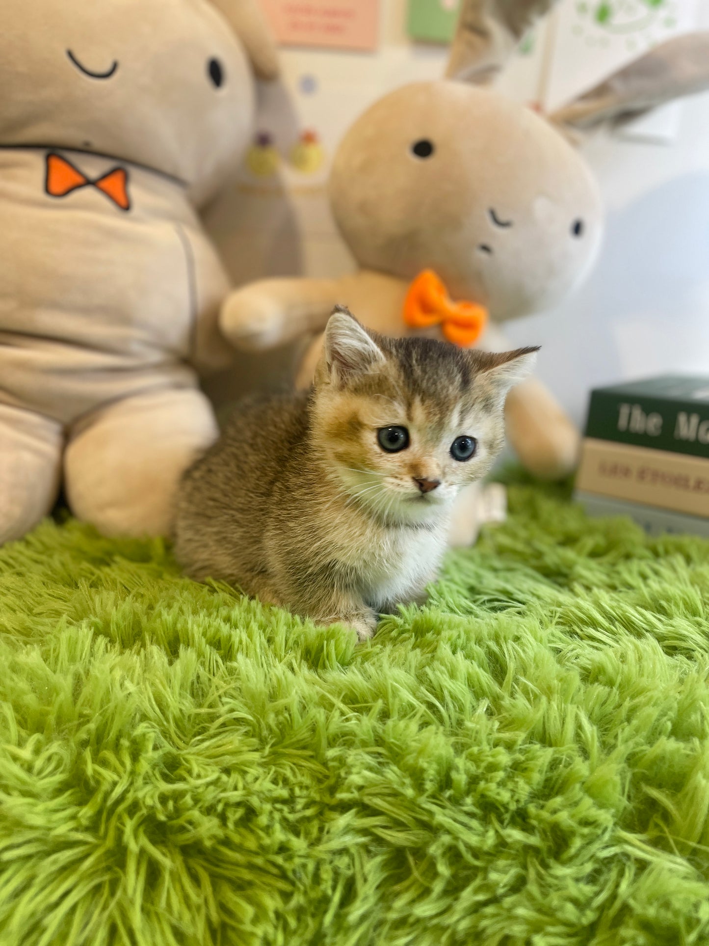 Munchkin Cat for sale-Gucci