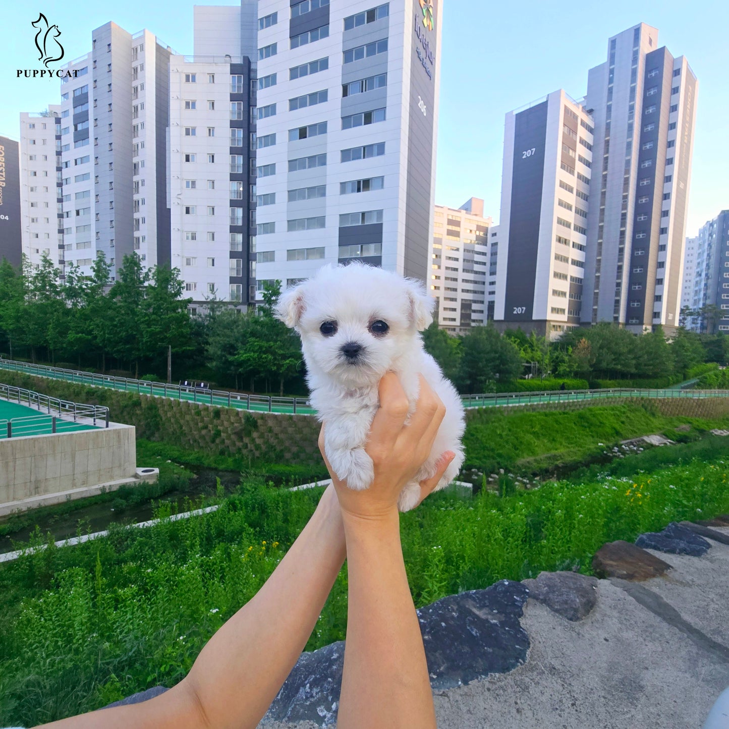 Mini Bichon Frise for sale-Tory