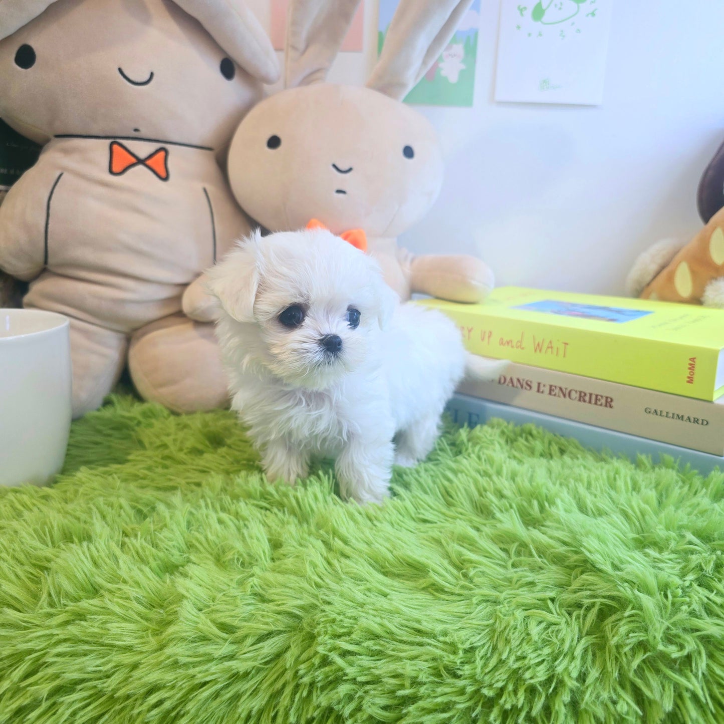 Mini Maltese for sale - Karina