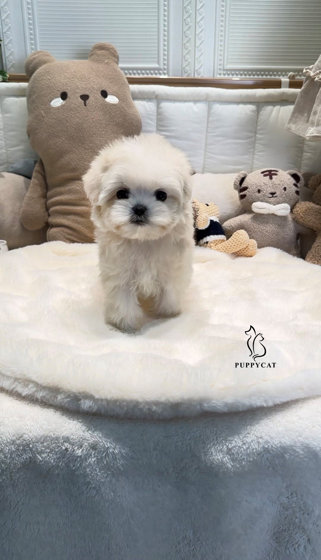 Mini Maltipoo- Leo (Singapore shipping fee included)