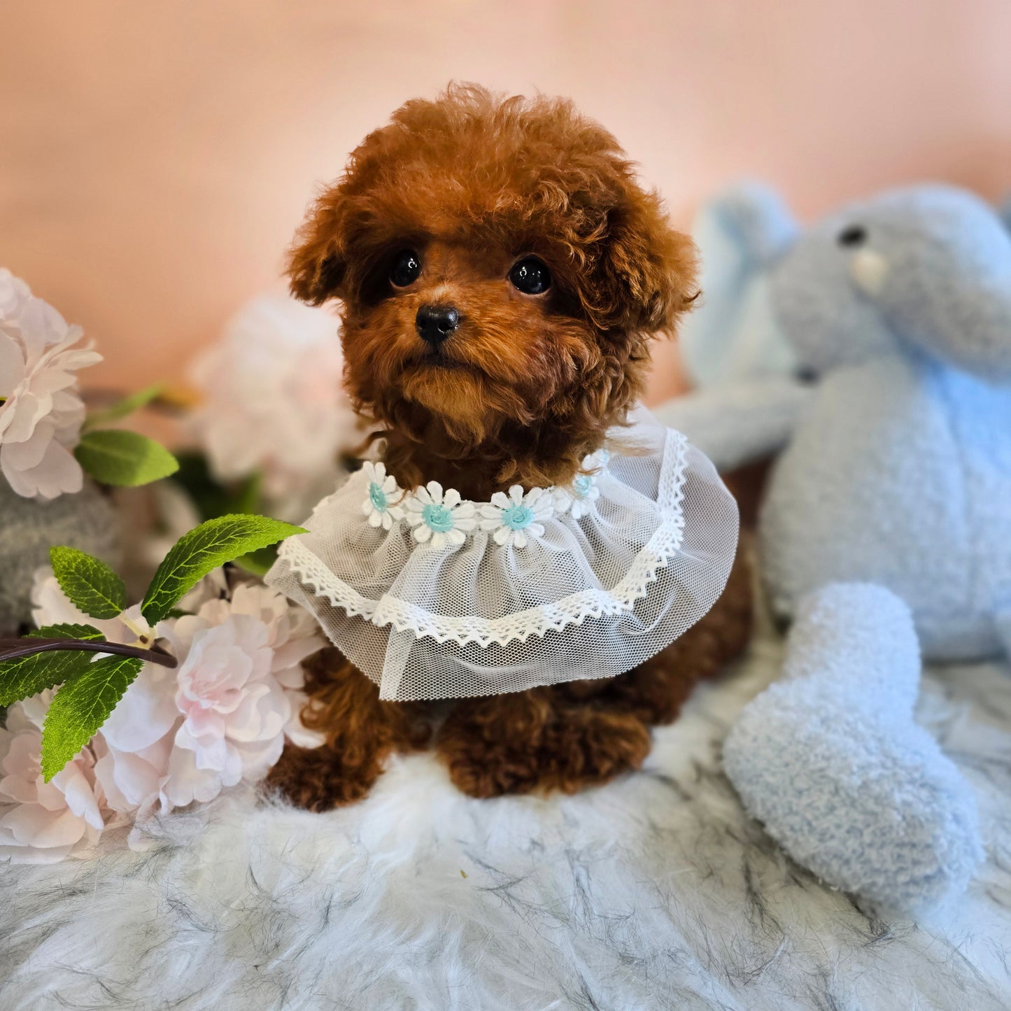 Tiny poodle- JESSI (Singapore shipping fee included)