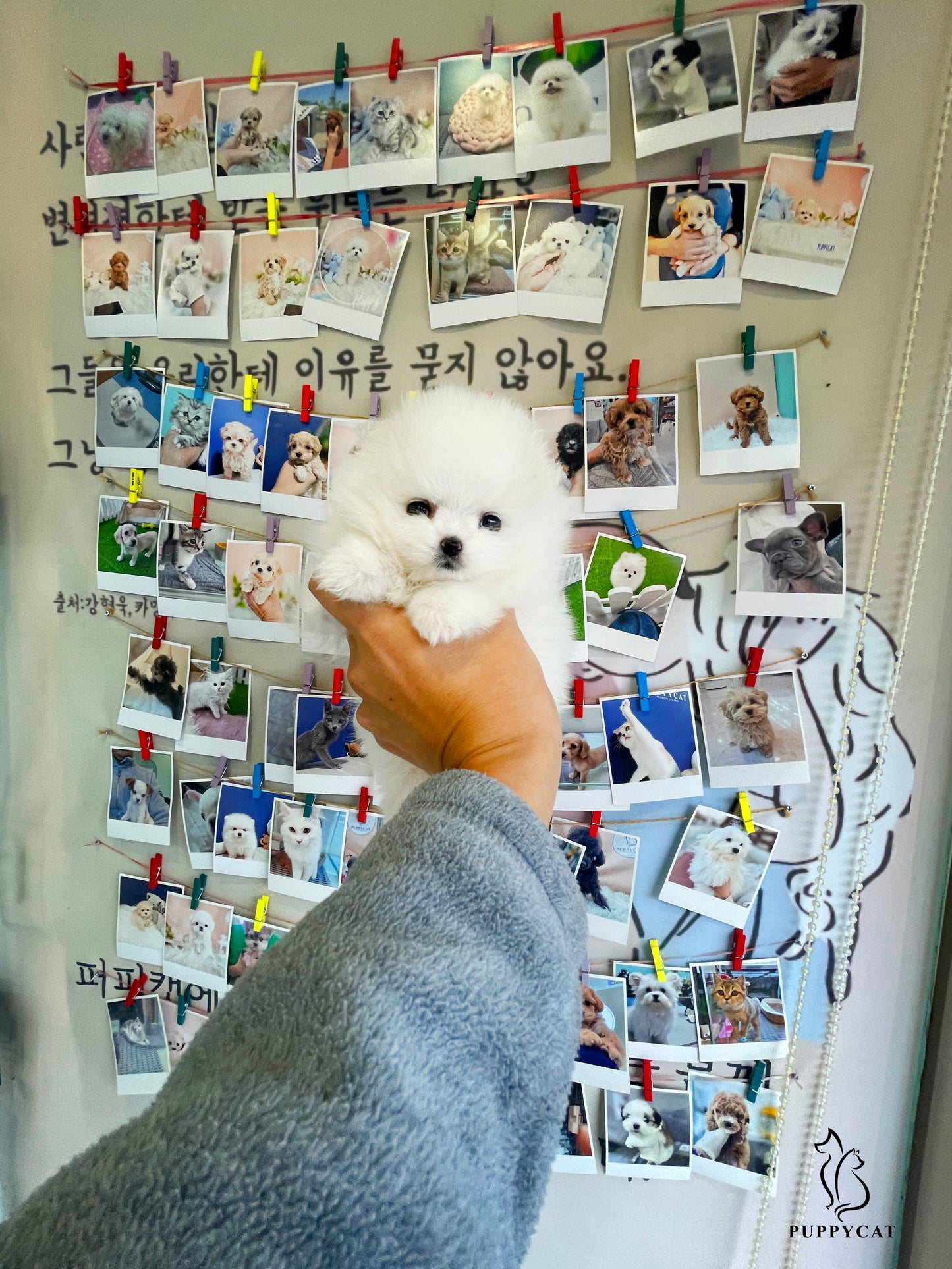 Pomeranian for sale- Tiffany