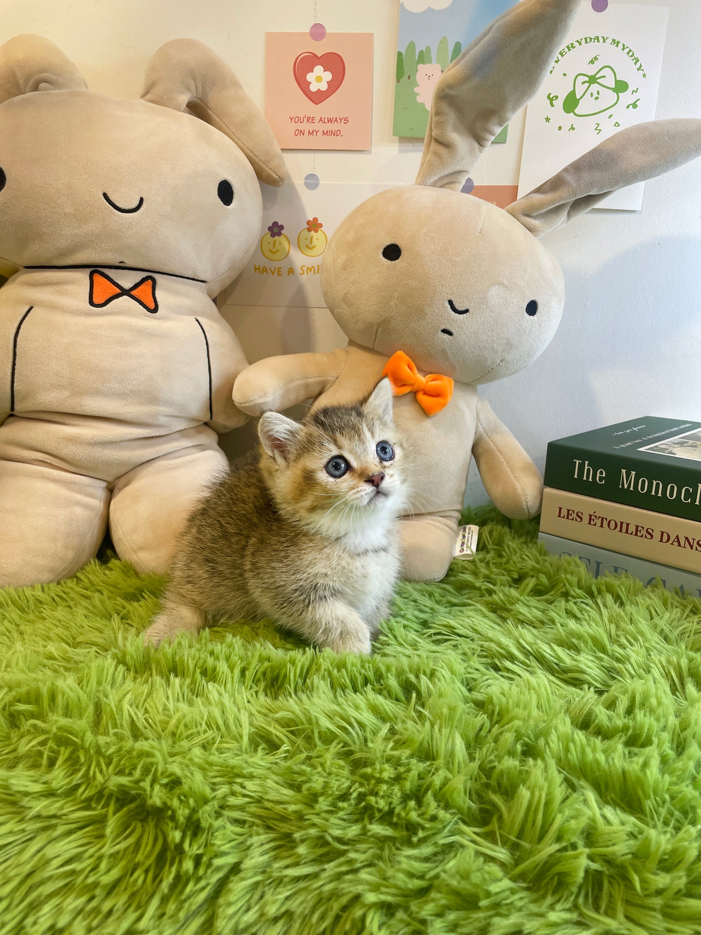 Munchkin Cat for sale-Gucci