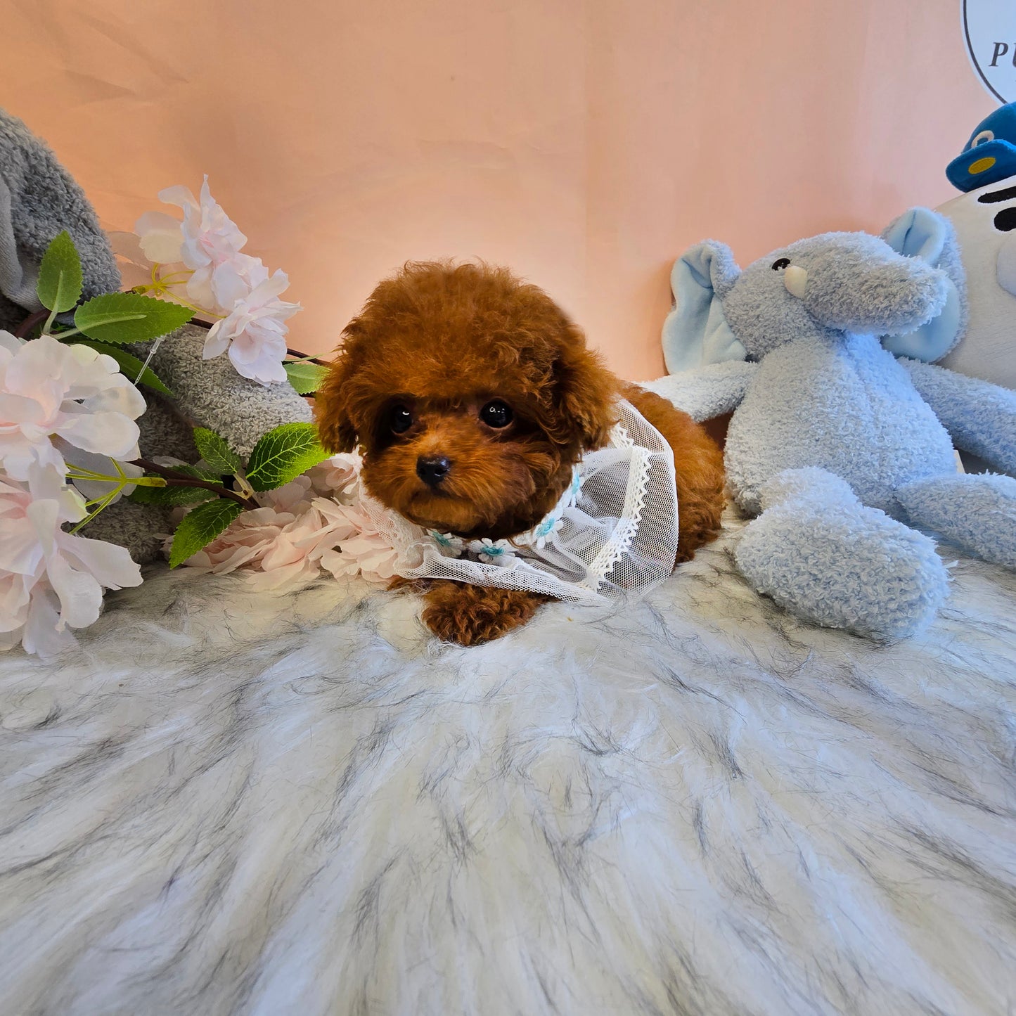 Tiny poodle- JESSI (Singapore shipping fee included)