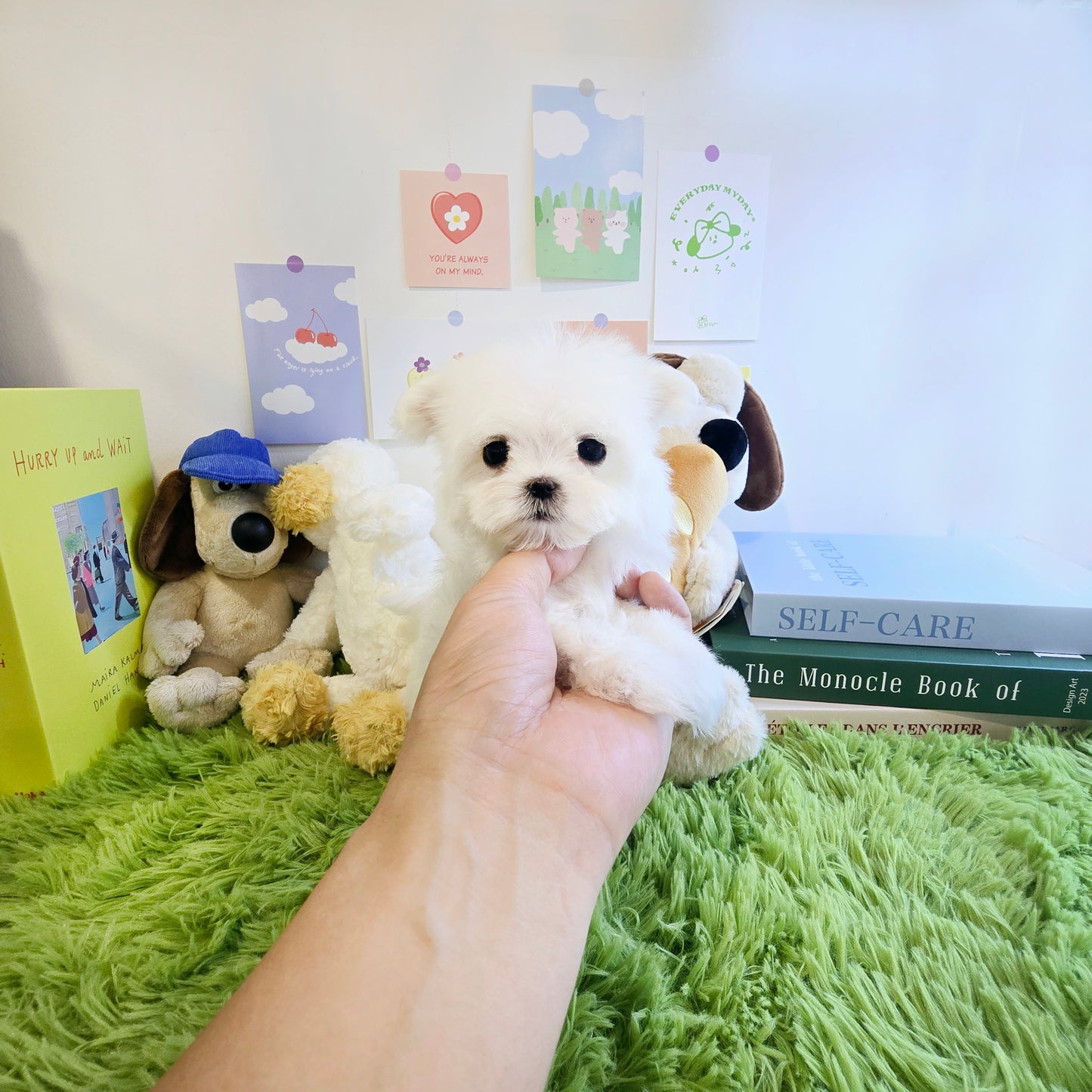 Mini Maltese for sale - Givenchy