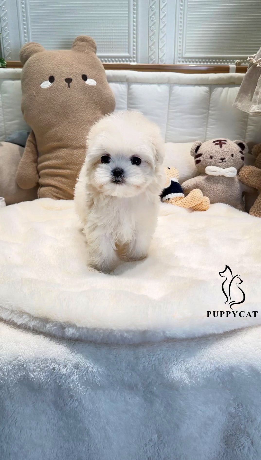 Mini Maltipoo- Leo (Singapore shipping fee included)