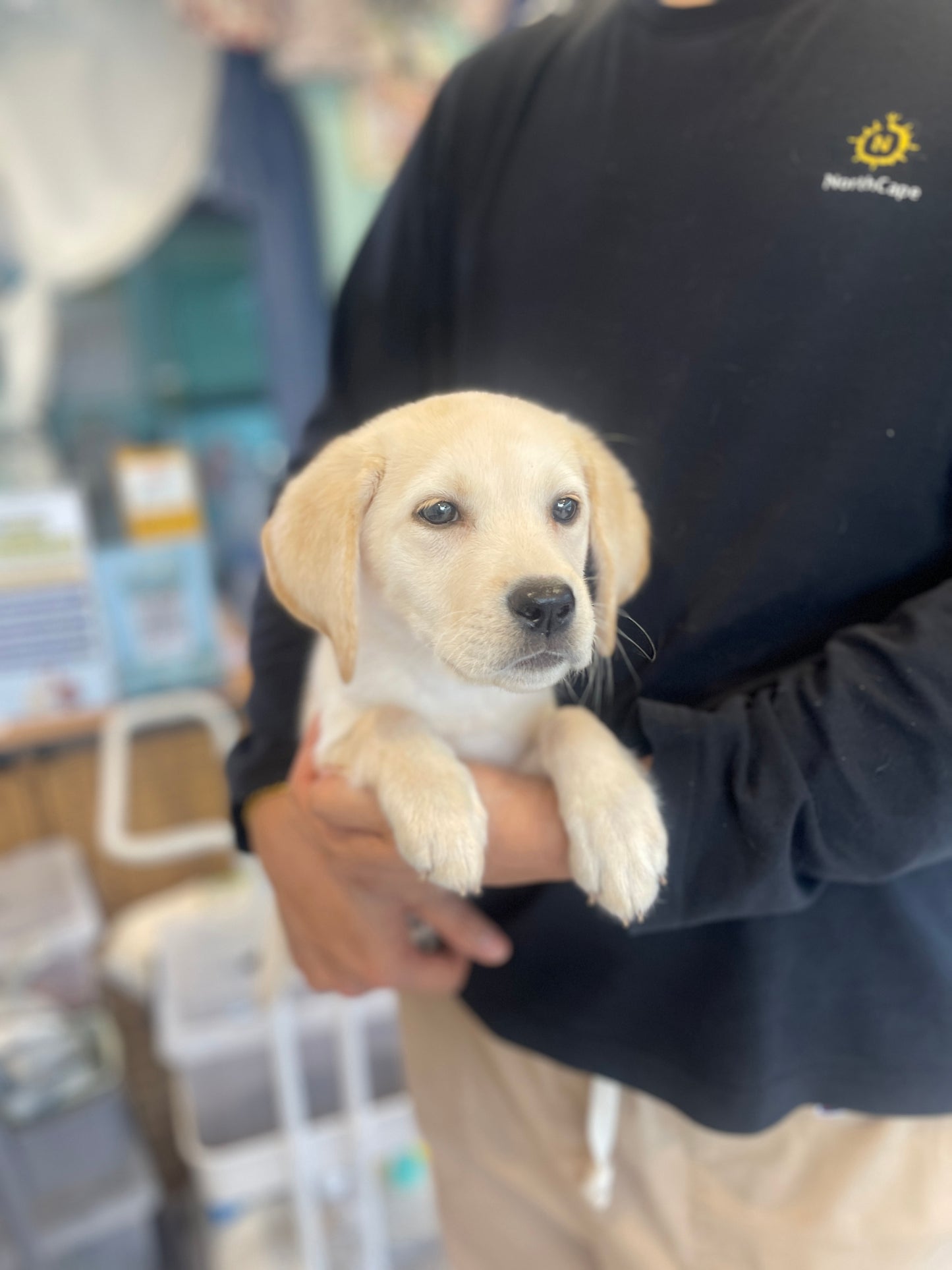 Retriever- Mungchi (Singapore shipping fee included)