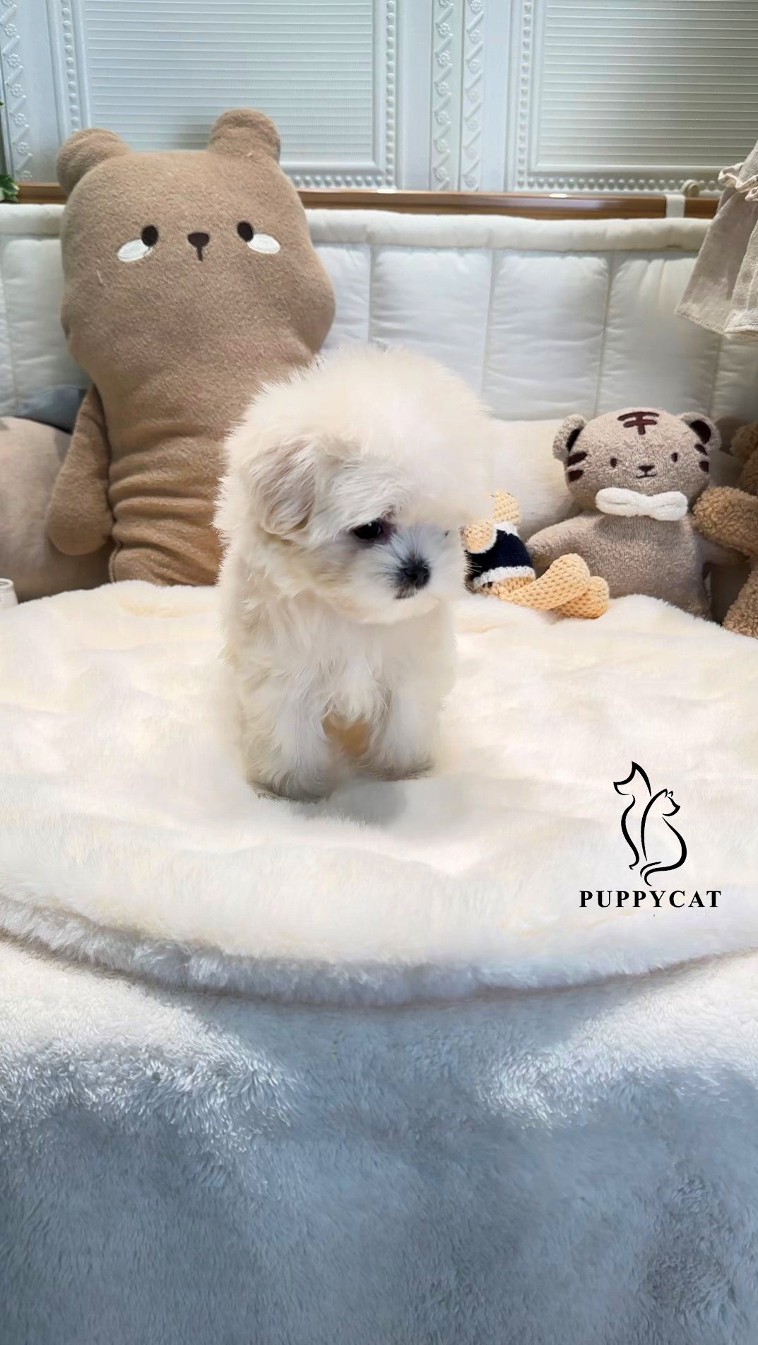 Mini Maltipoo- Leo (Singapore shipping fee included)