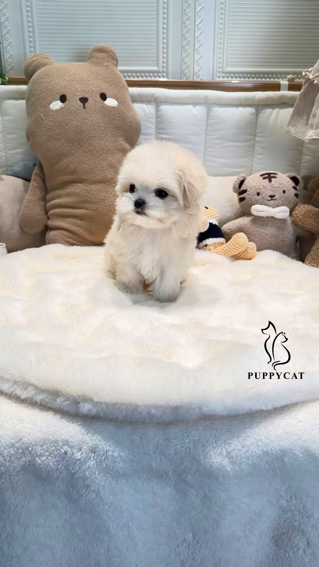 Mini Maltipoo- Leo (Singapore shipping fee included)