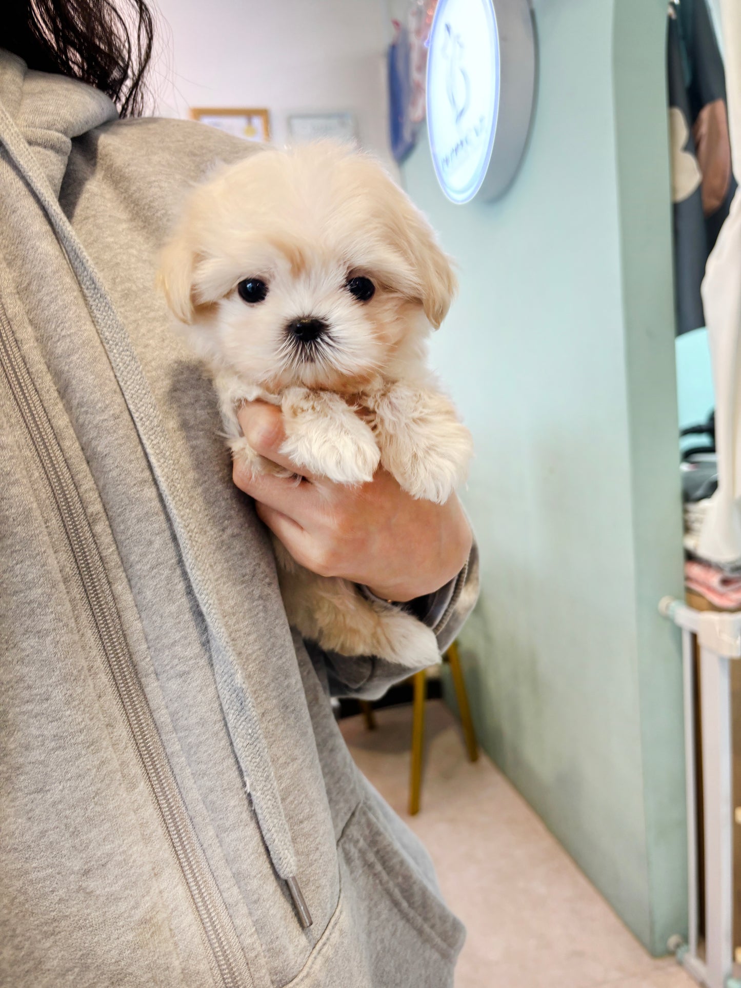 Mini Maltipoo for sale-Burberry
