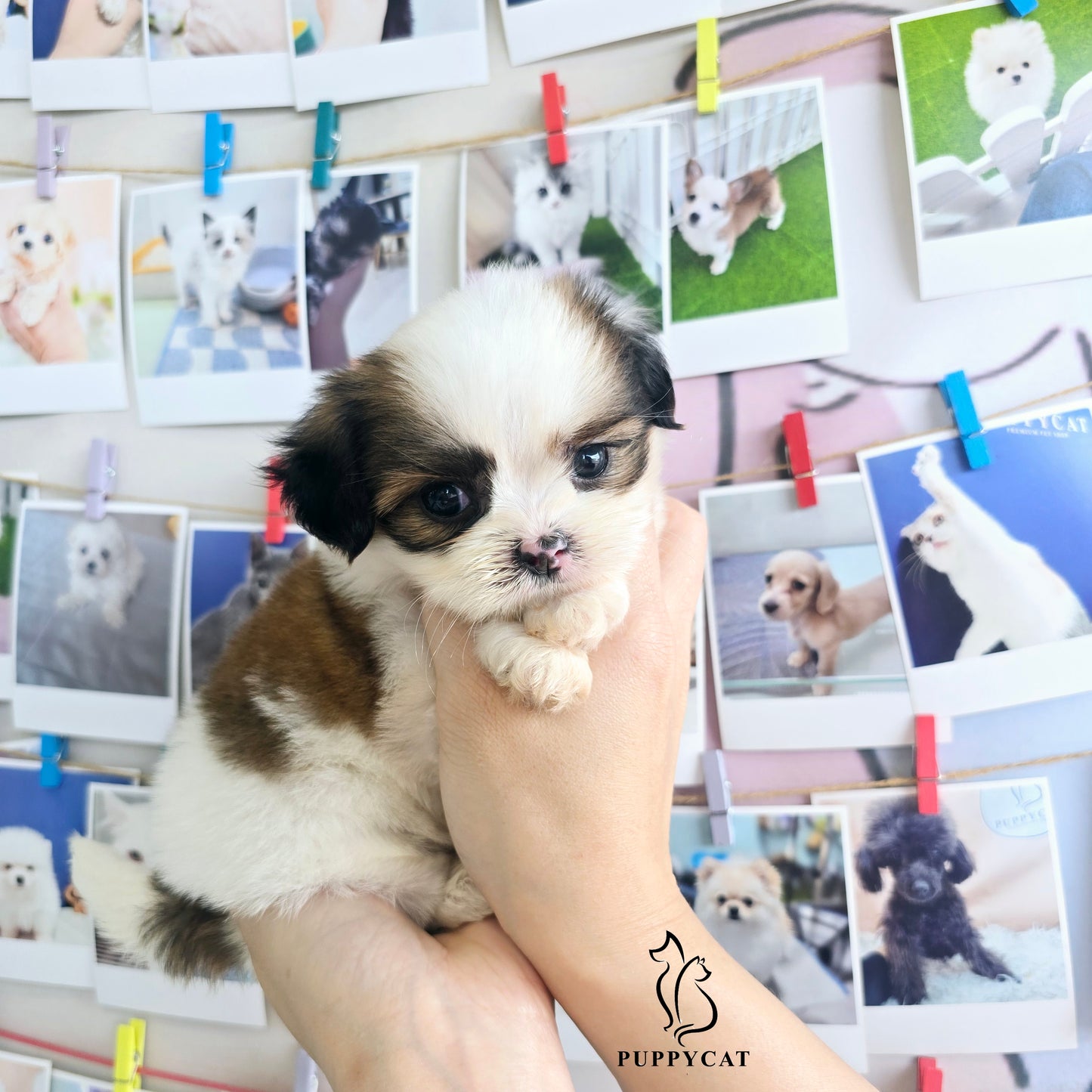 Mini Maltichu for sale-Siroo