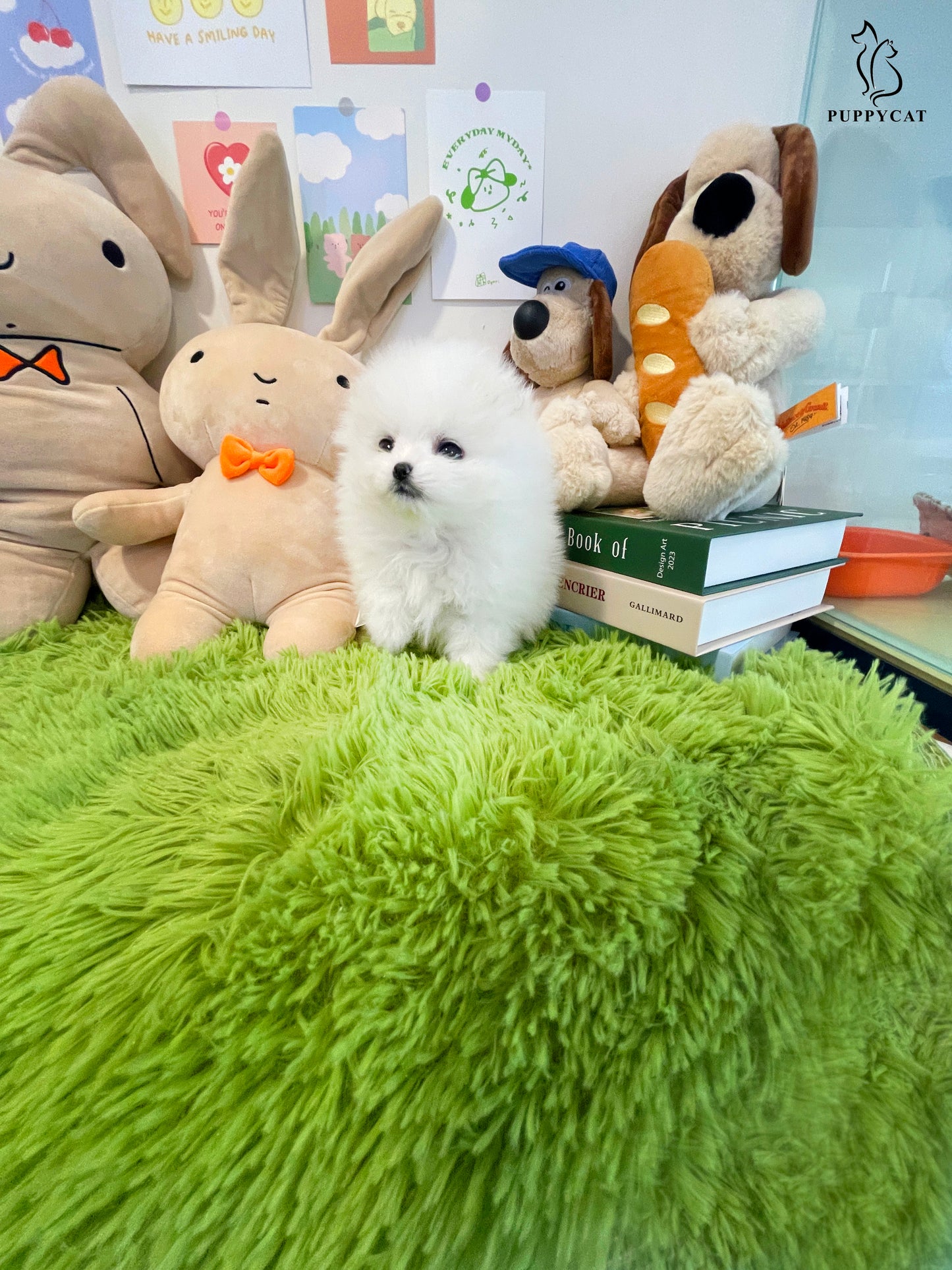 Pomeranian for sale- Tiffany