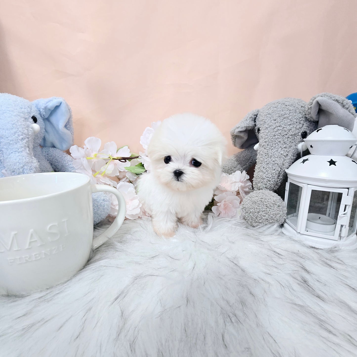 Mini Maltese for sale - Rose