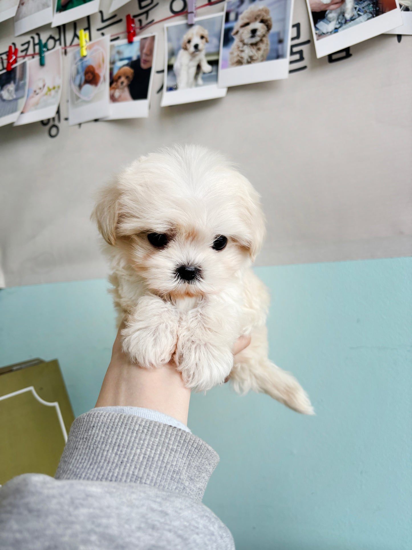 Mini Maltipoo for sale-Burberry