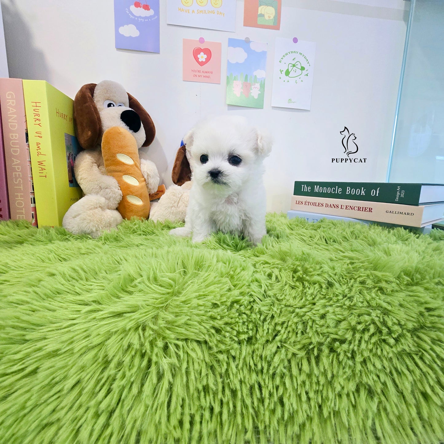 Mini Bichon Frise- Tory (Singapore shipping fee included)