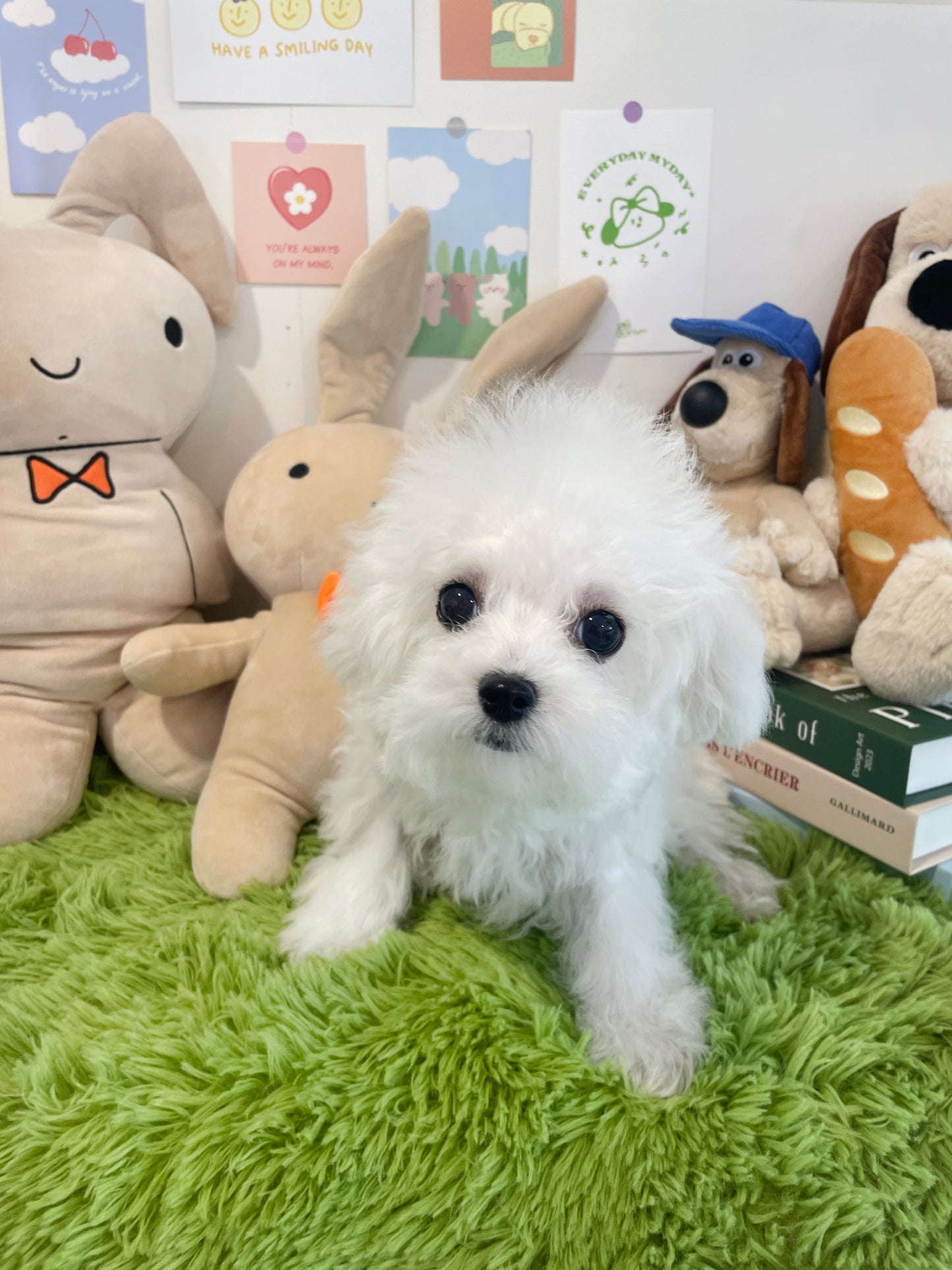 Mini Bichon Frise- PRADA (Singapore shipping fee included)