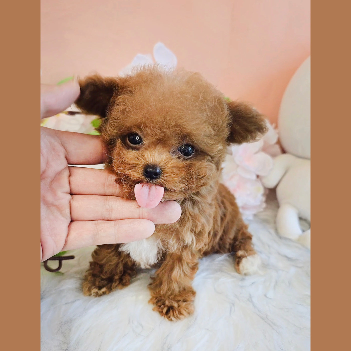 Toy poodle- Toby (Singapore shipping fee included)