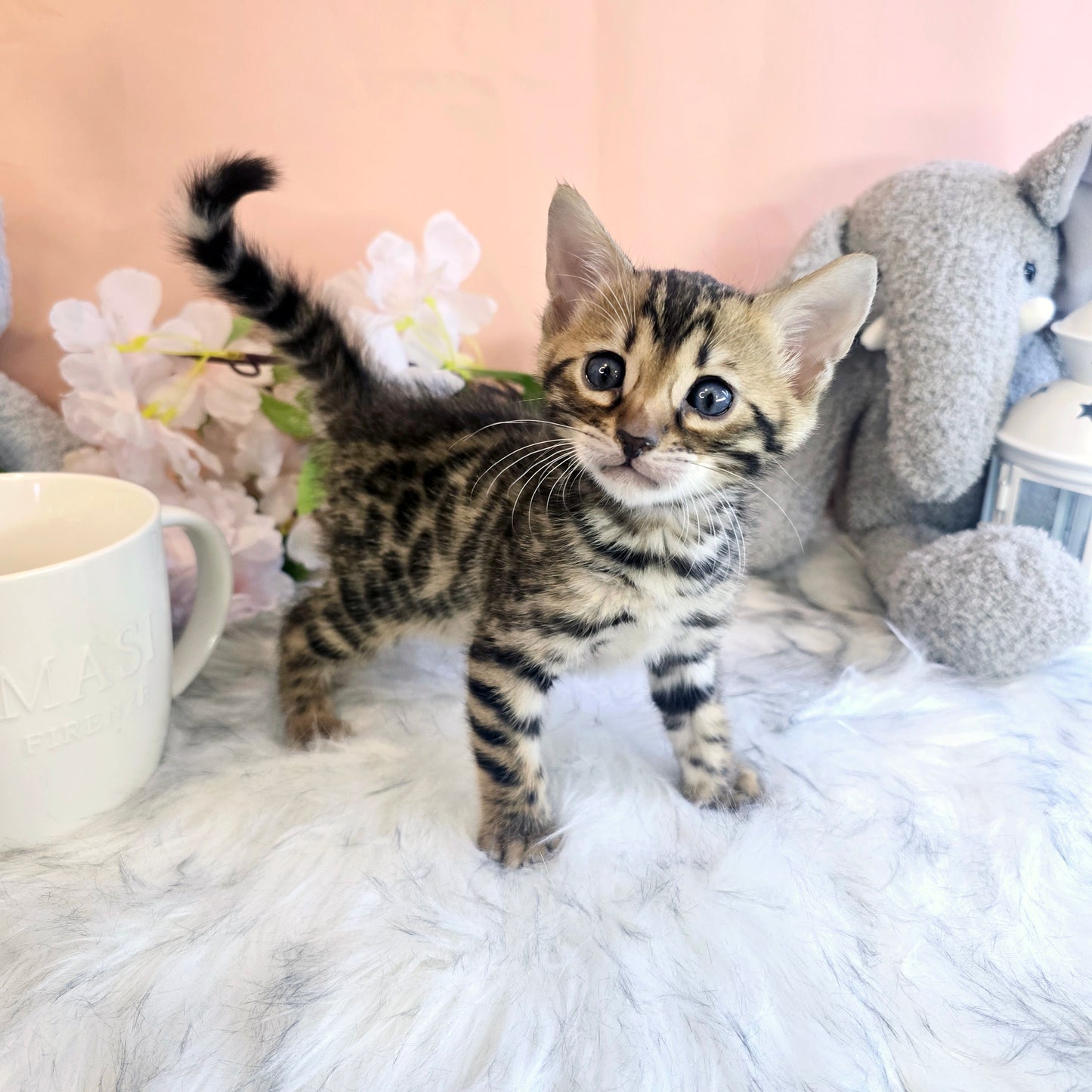 Bengal Cat for sale-HODU