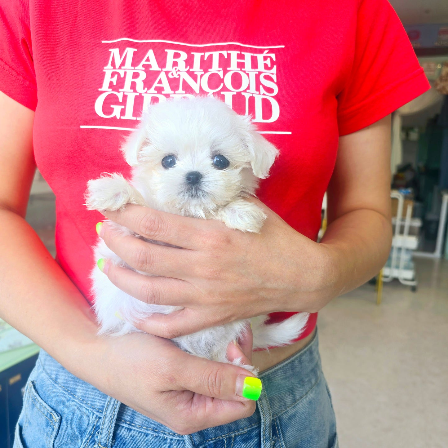 Mini Maltese for sale - Karina