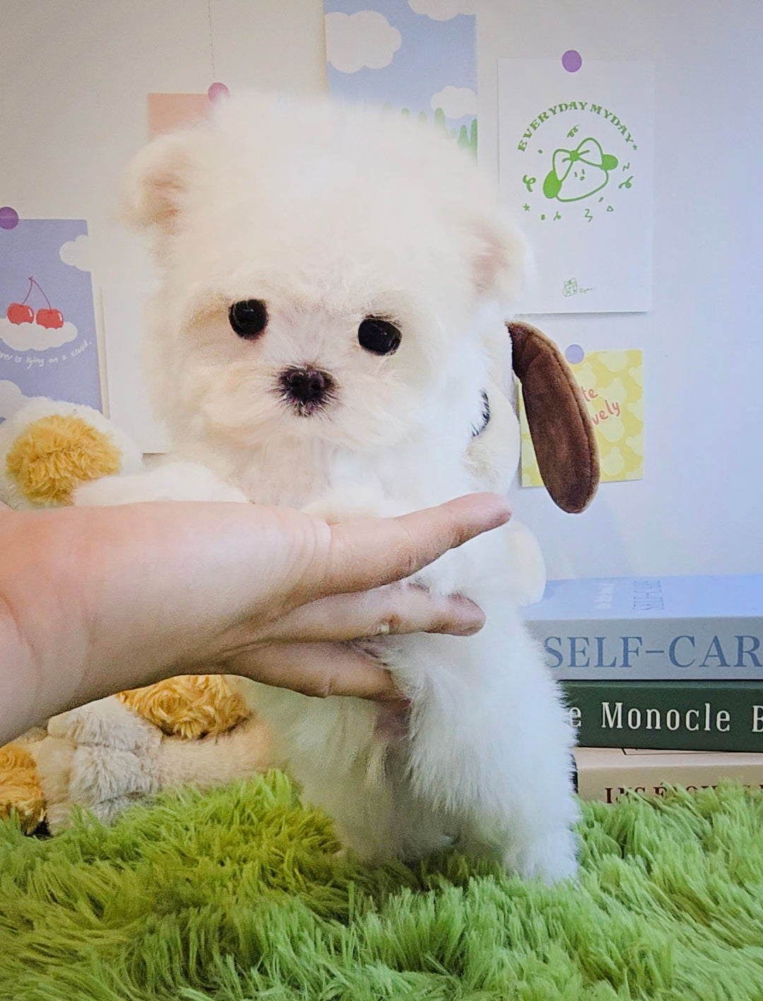 Mini Maltese for sale - Givenchy