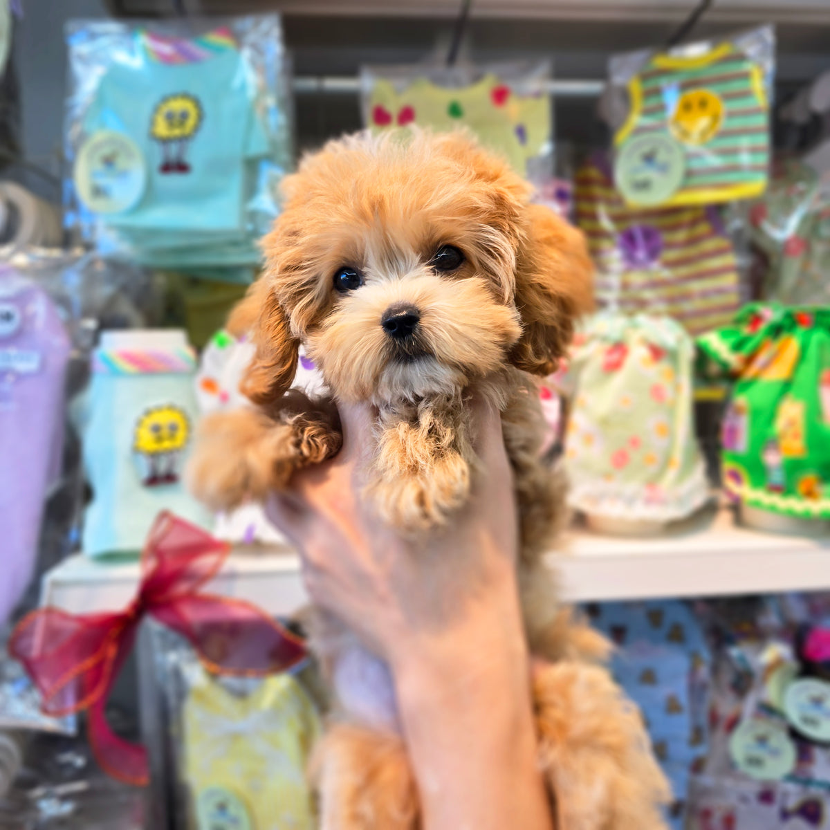 Maltipoo for sale-Babamba