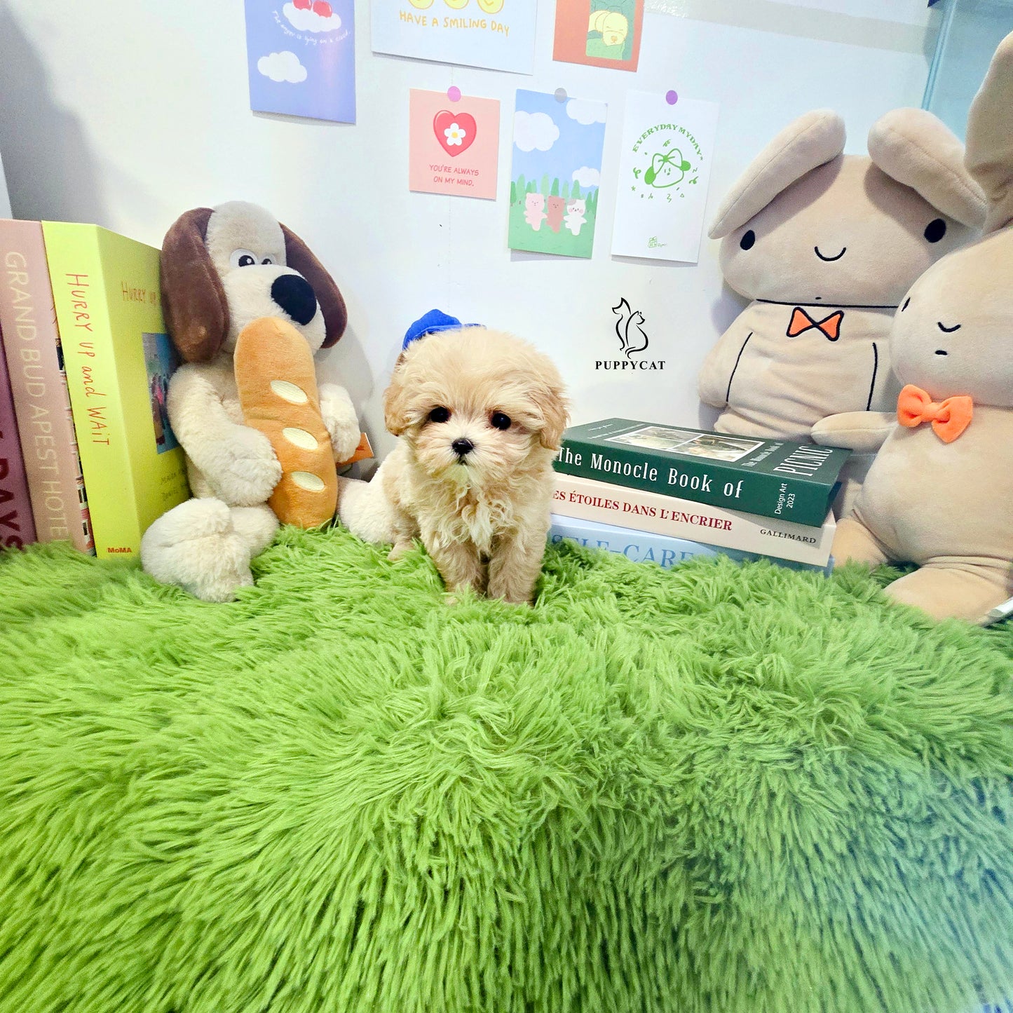 Mini Maltipoo for sale-Hera