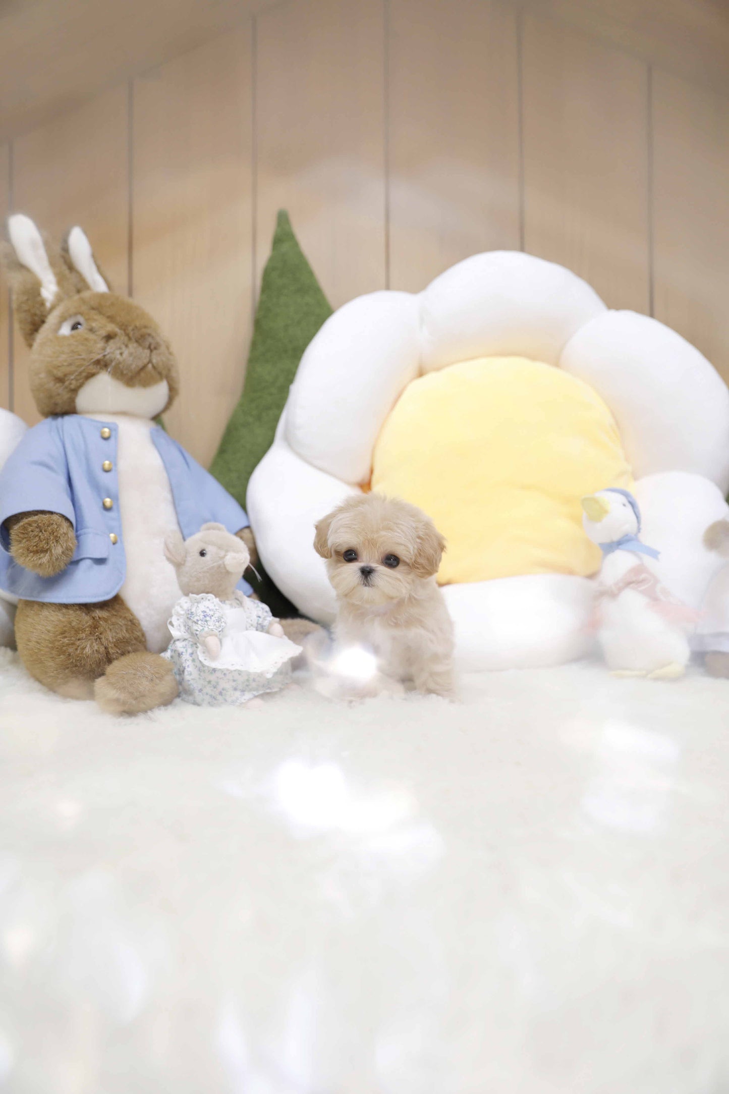 Mini Maltipoo for sale - Toby