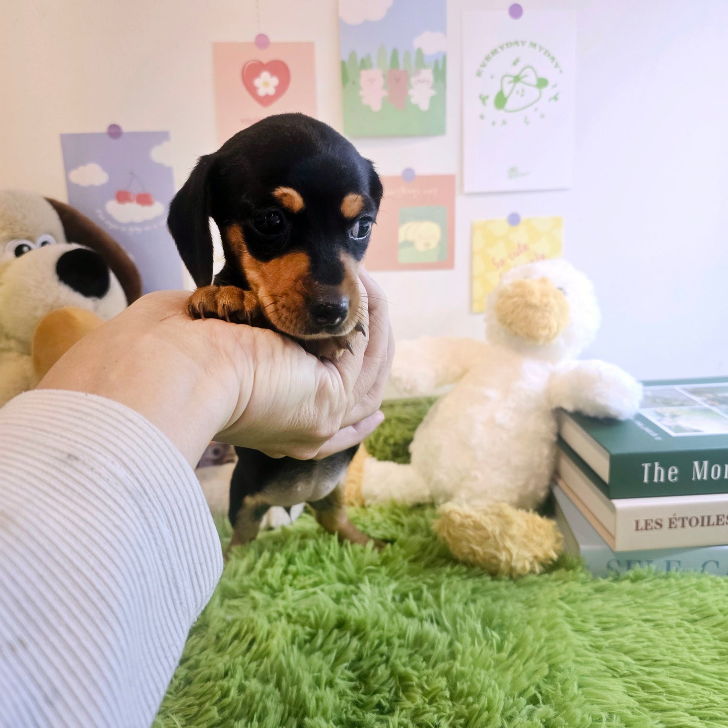 Dachshund- Kammy (Singapore shipping fee included)