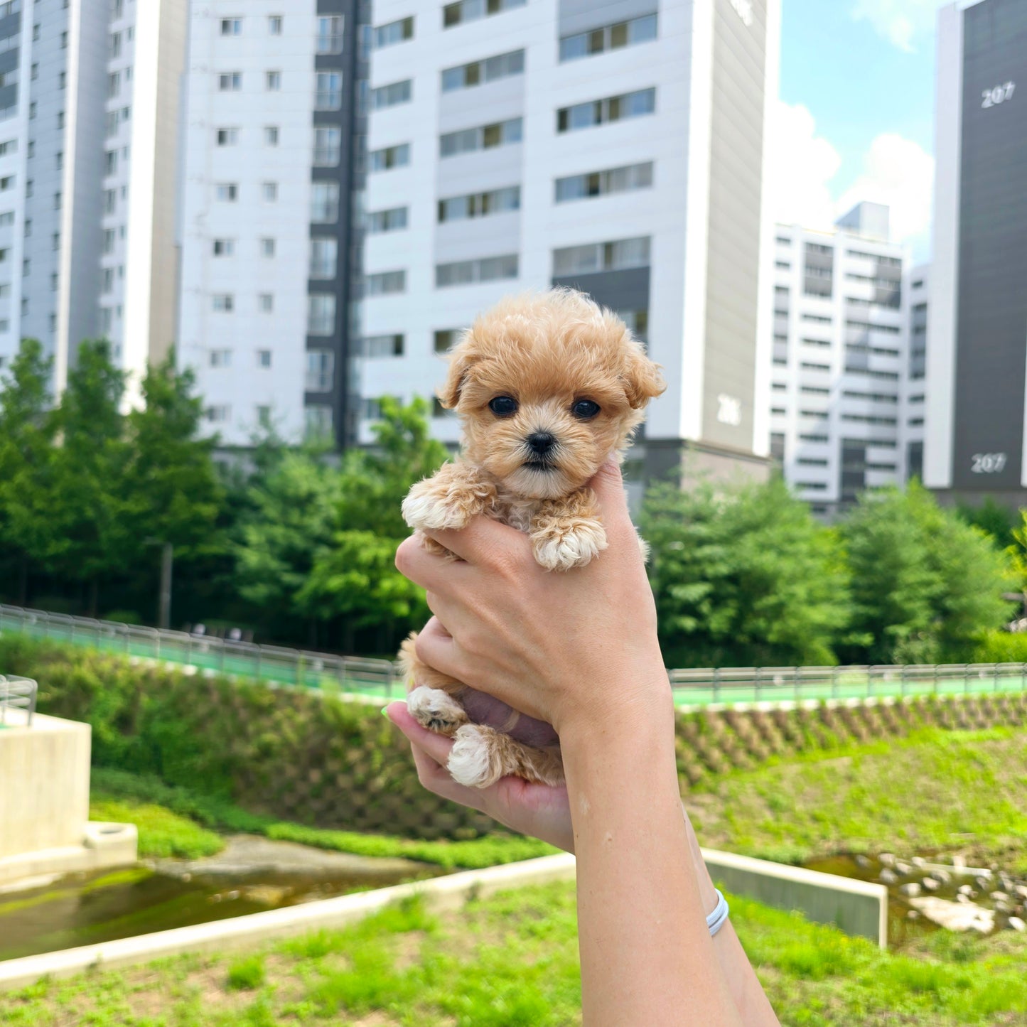 Mini Maltipoo for sale-Kiss