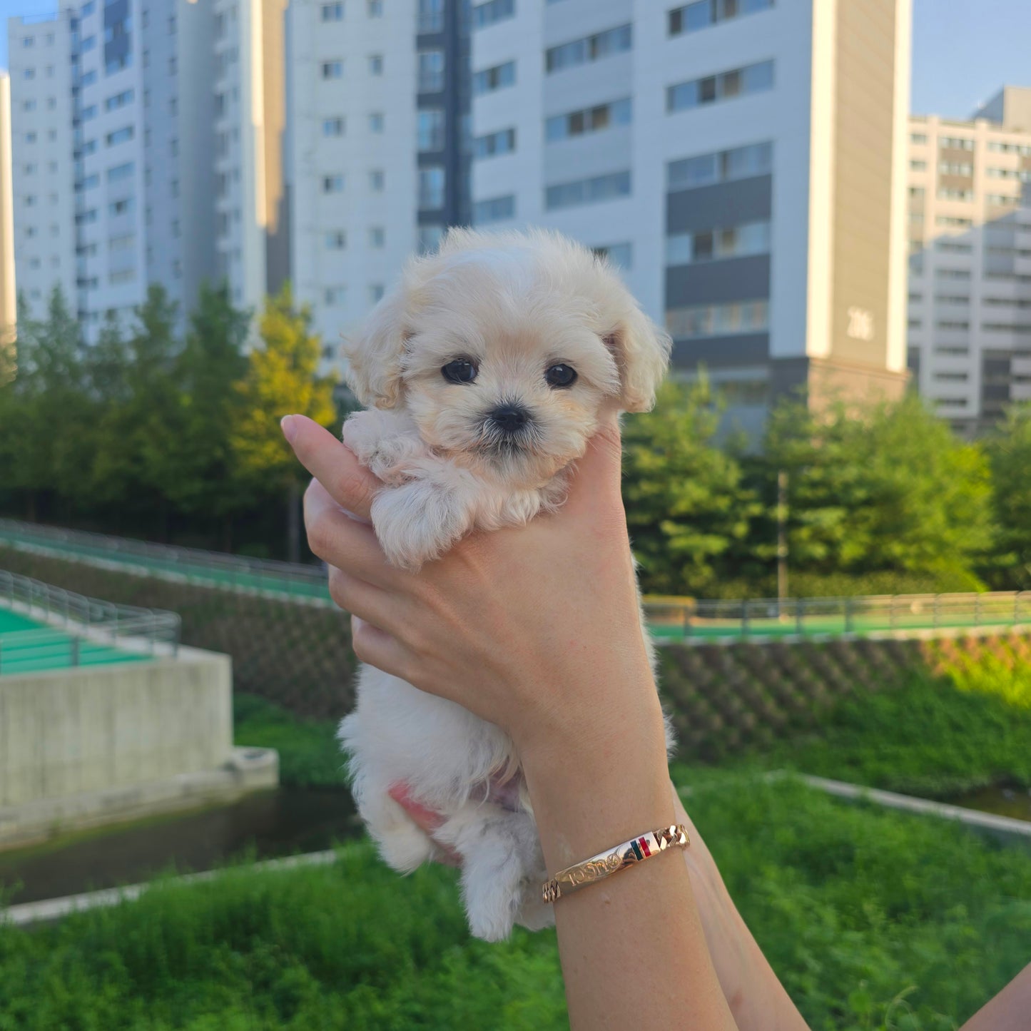 Mini Maltipoo for sale-Puding