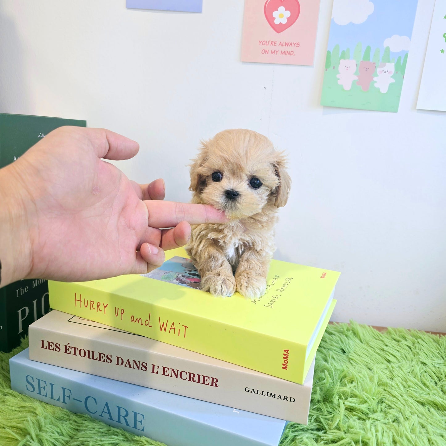 Mini Maltipoo for sale-Ali