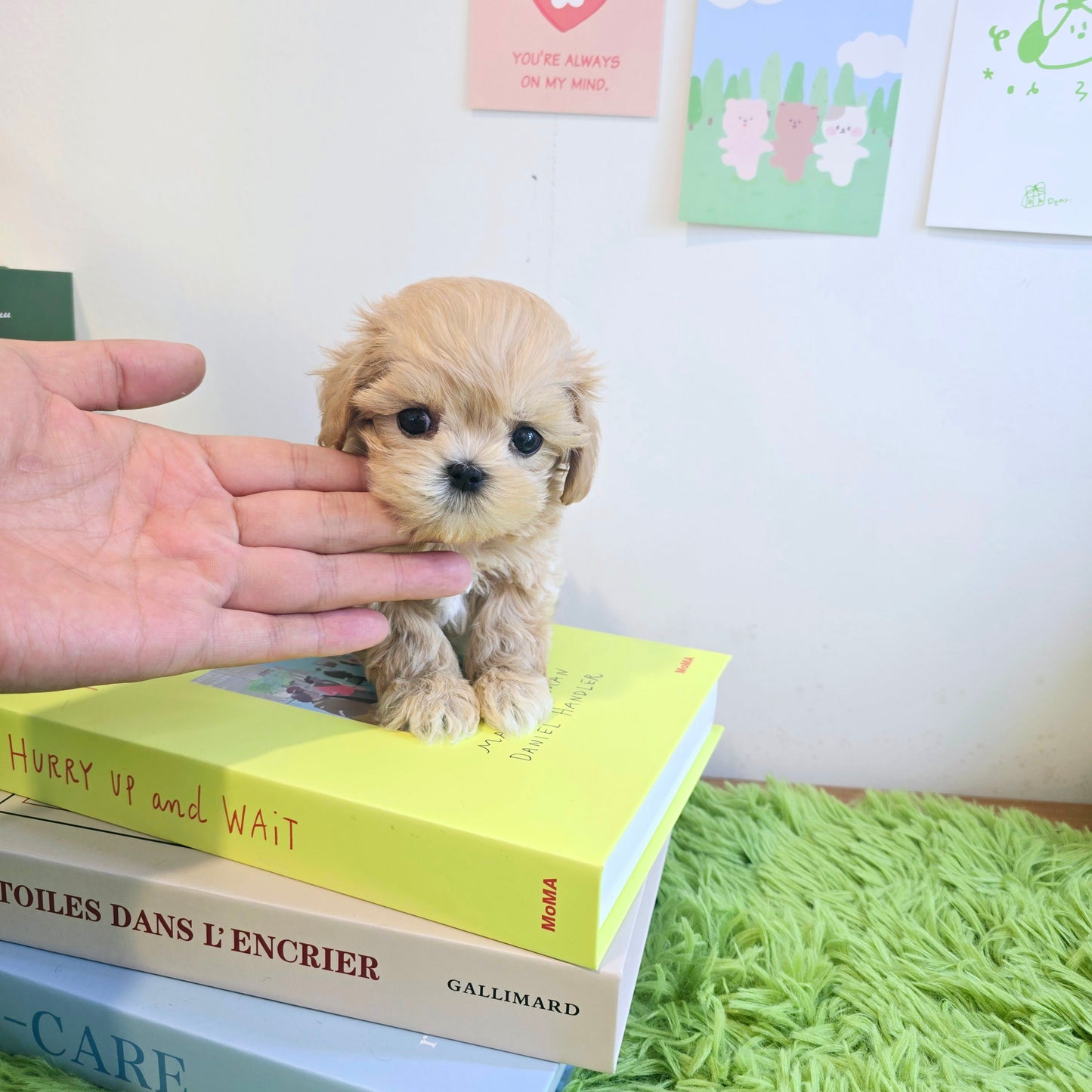 Mini Maltipoo for sale-Ali